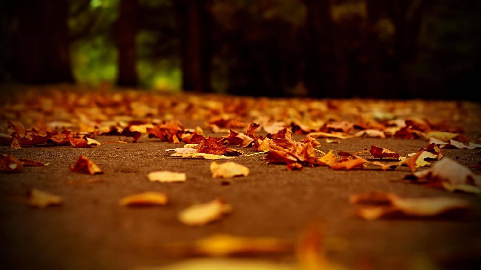 Fall Aesthetic Dried Foliage — 2000x1125 wallpaper