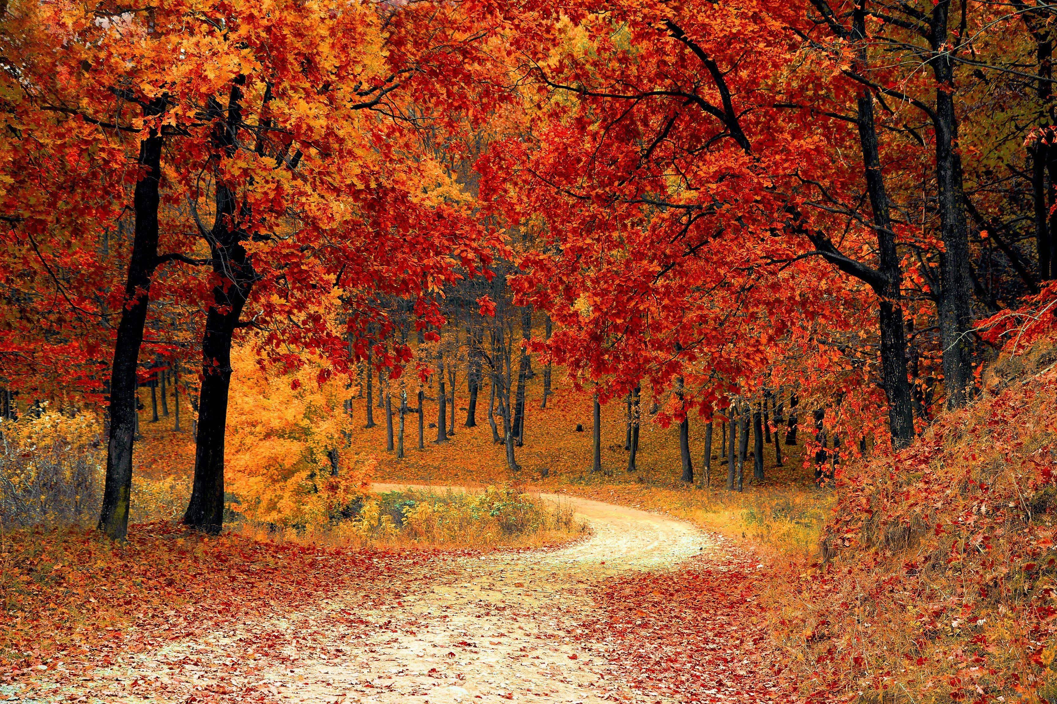Fall Aesthetic Forest Path — 3456x2304 wallpaper