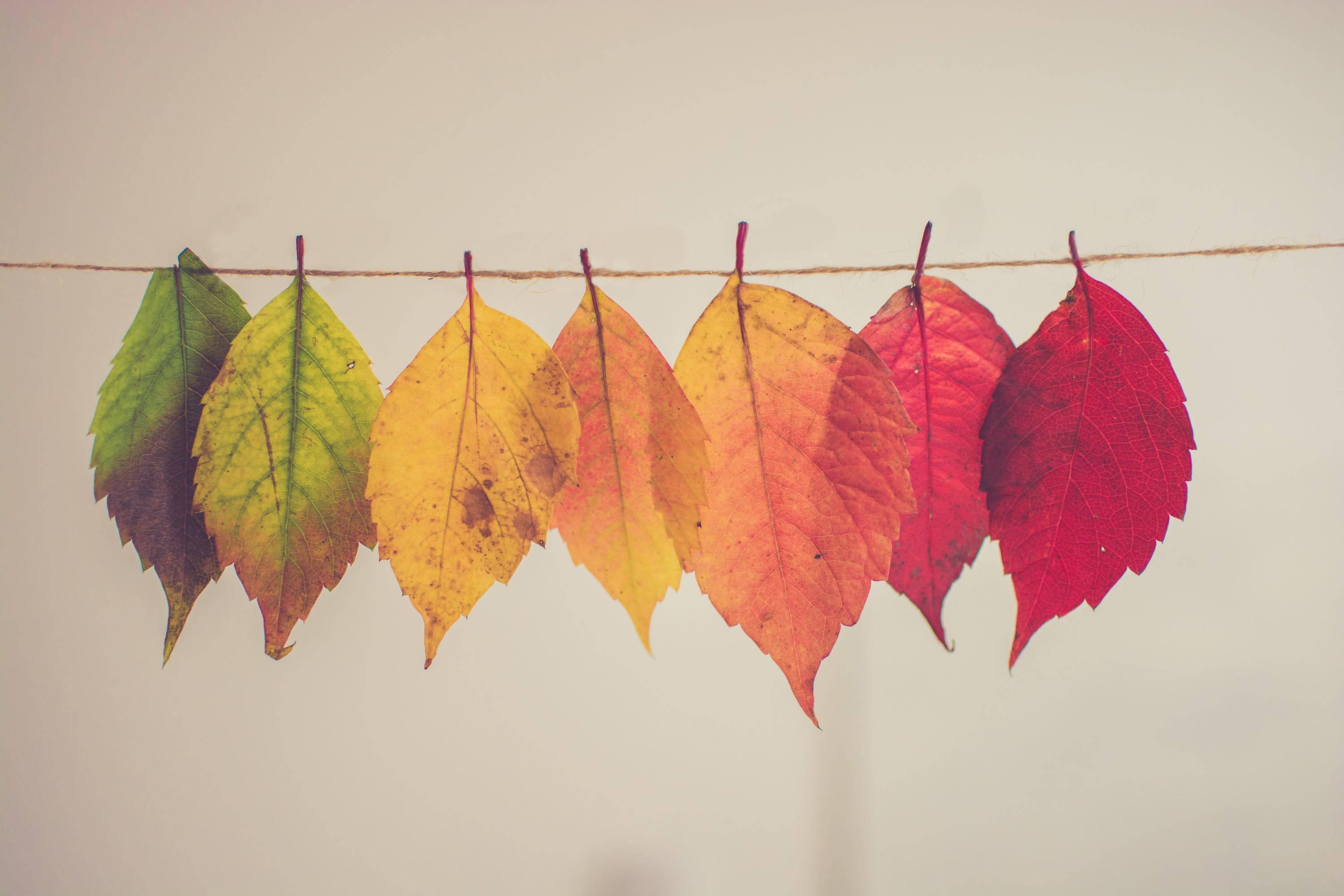 Fall Aesthetic Hanging Leaves — 3000x2000 wallpaper