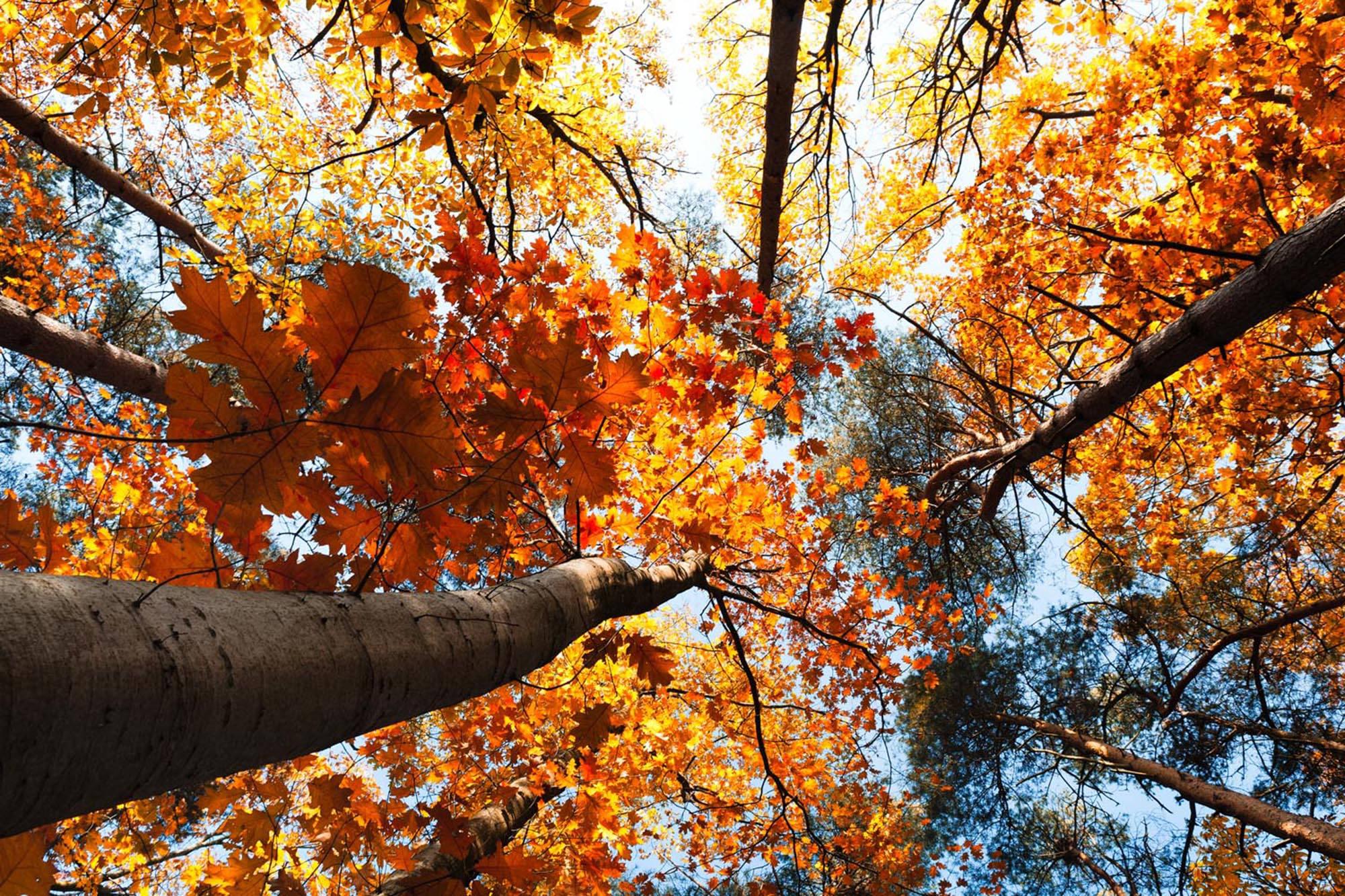 Fall Aesthetic Lofty Trees — 2000x1333 wallpaper