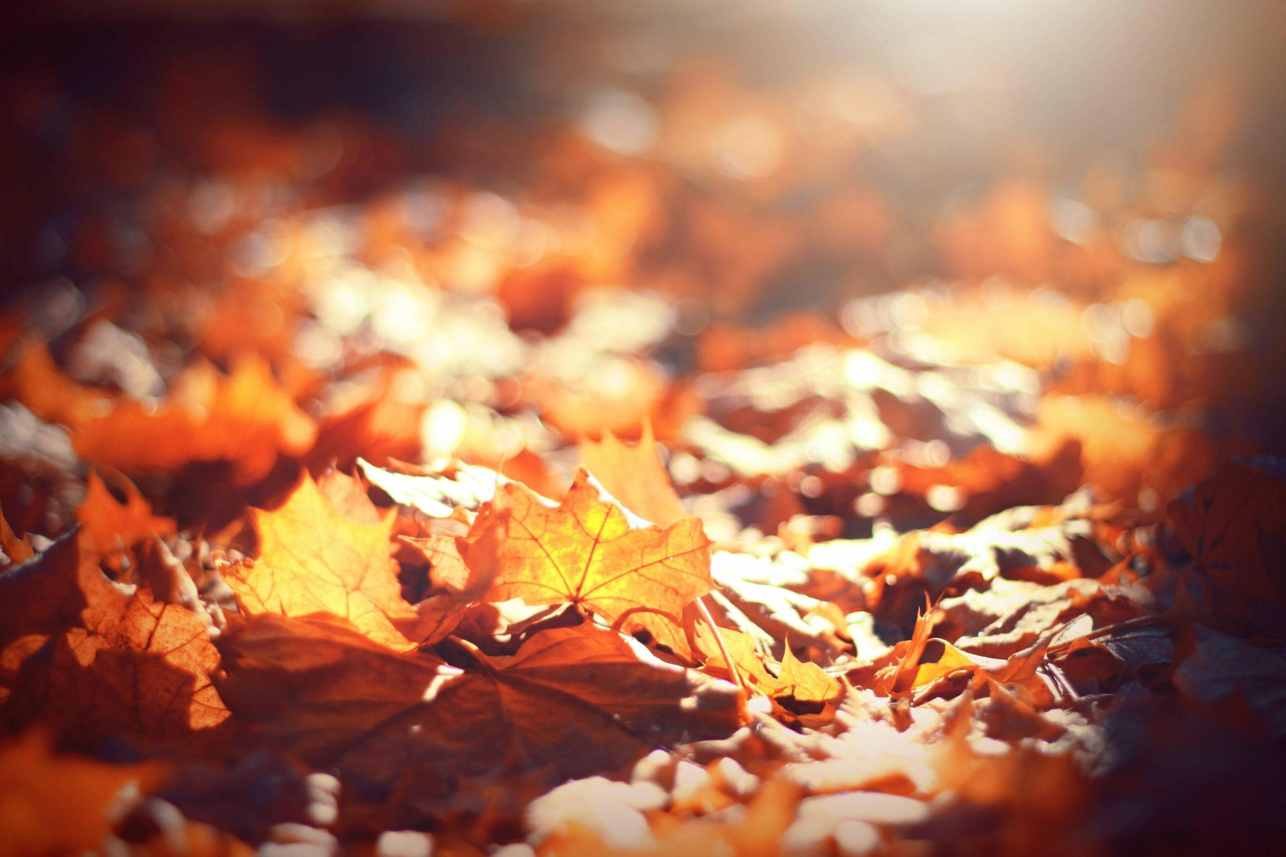 Fall Aesthetic Maple Leaves — 2560x1707 wallpaper