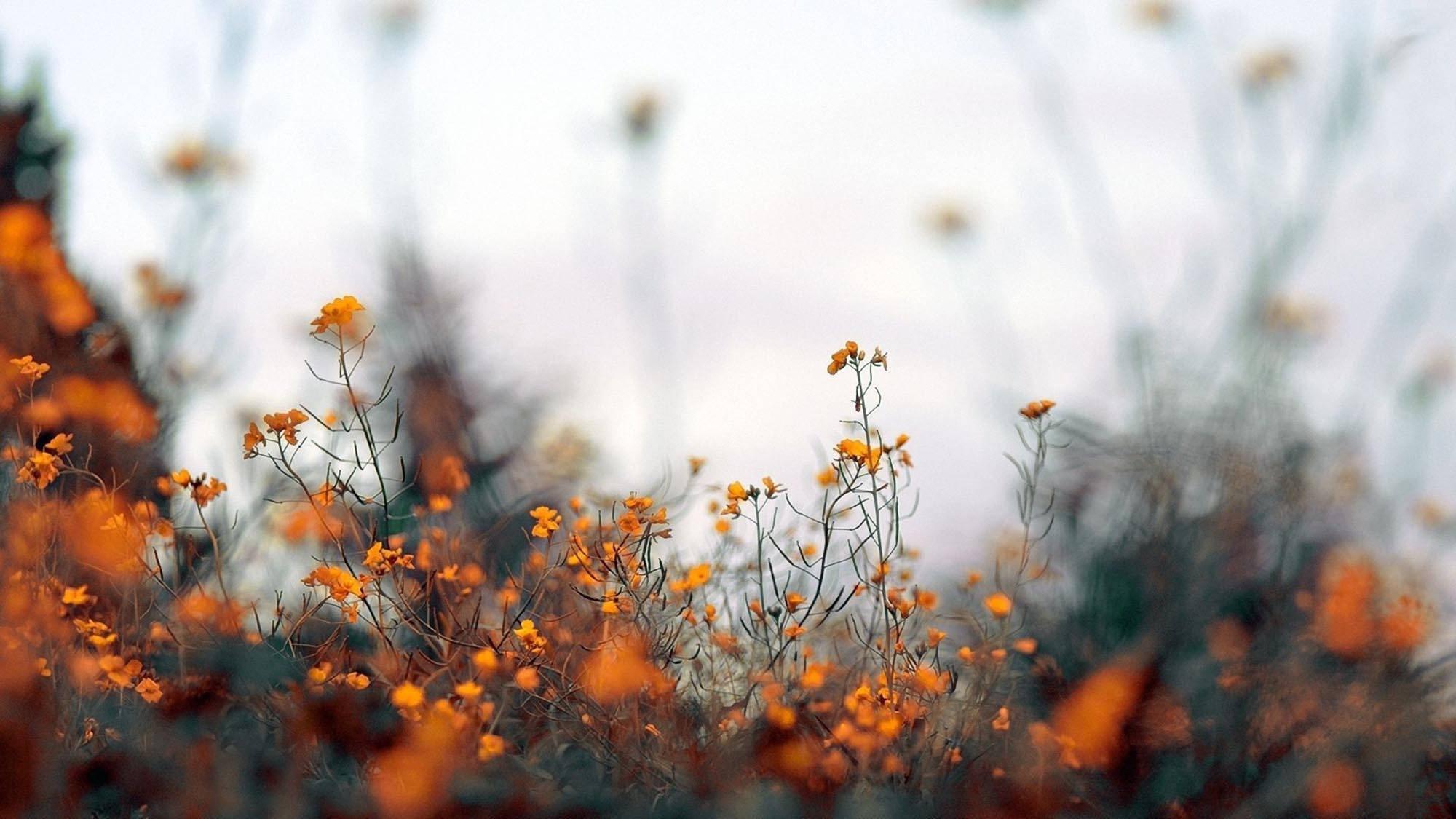 Fall Aesthetic Orange Flowers — 2000x1125 wallpaper