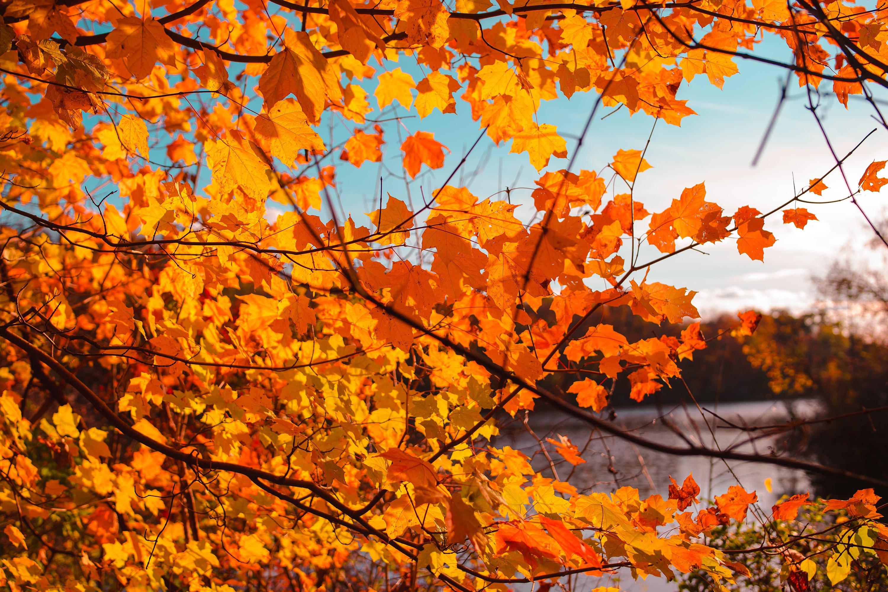 Fall Aesthetic Orange Maple Branch — 3000x2000 wallpaper