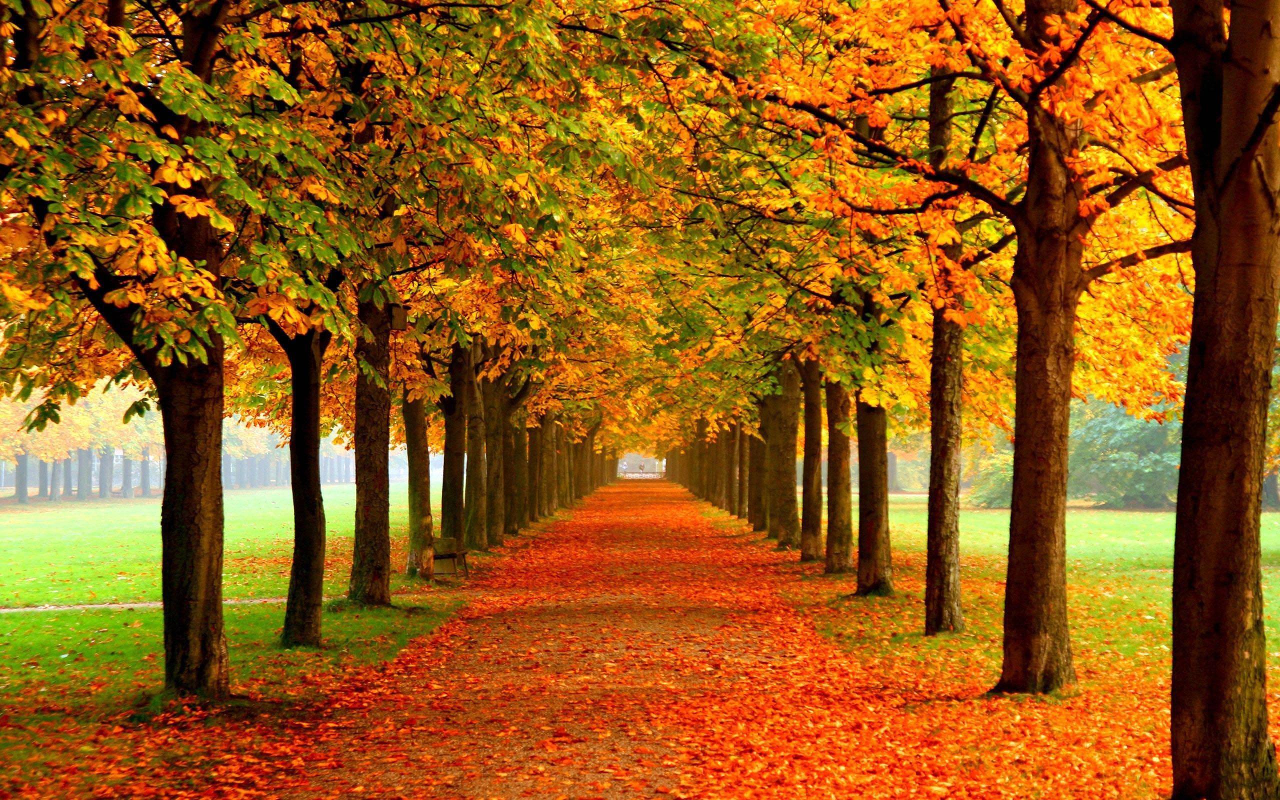 Fall Aesthetic Path — 2560x1600 wallpaper