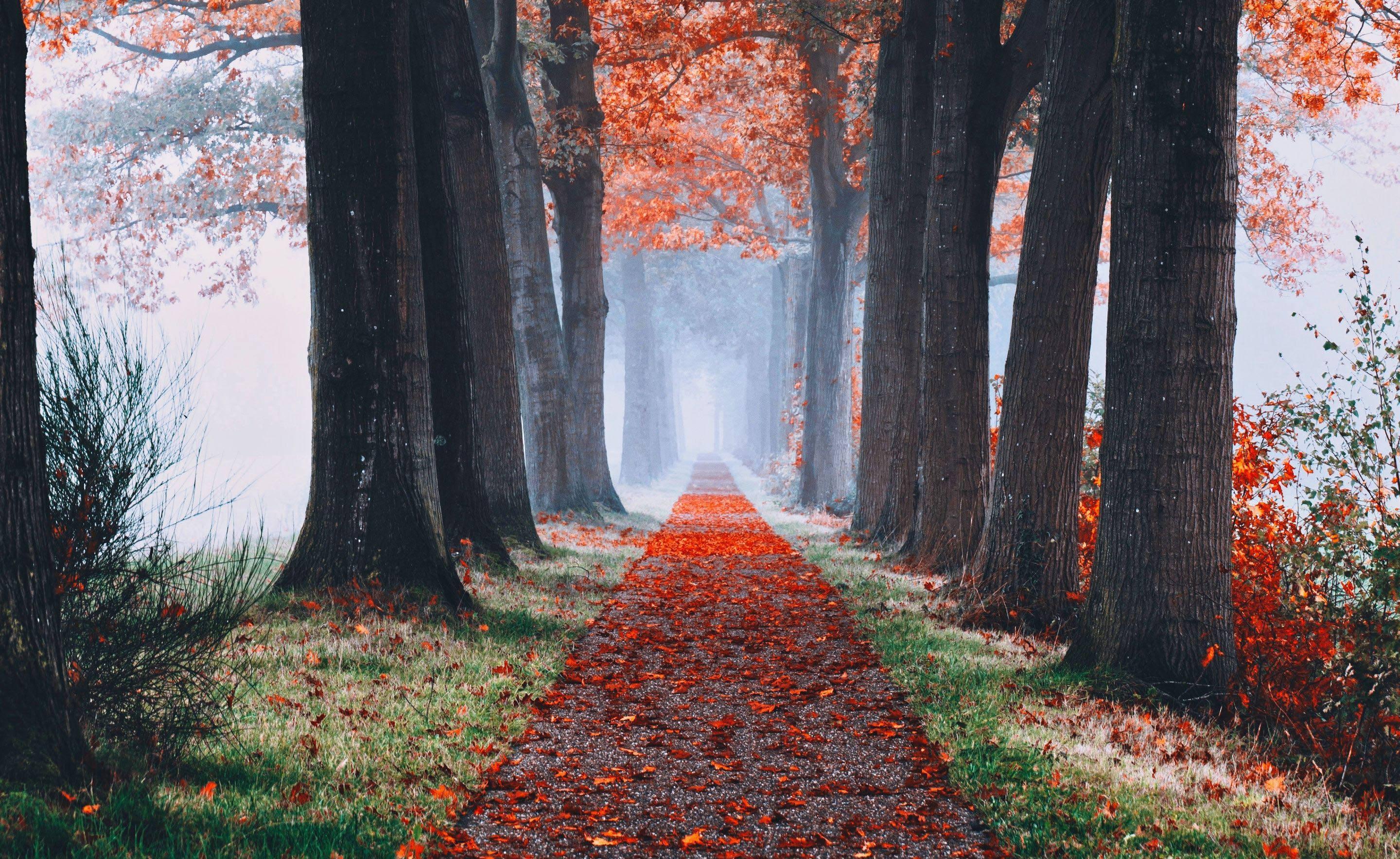 Fall Aesthetic Path Walk — 2880x1768 wallpaper