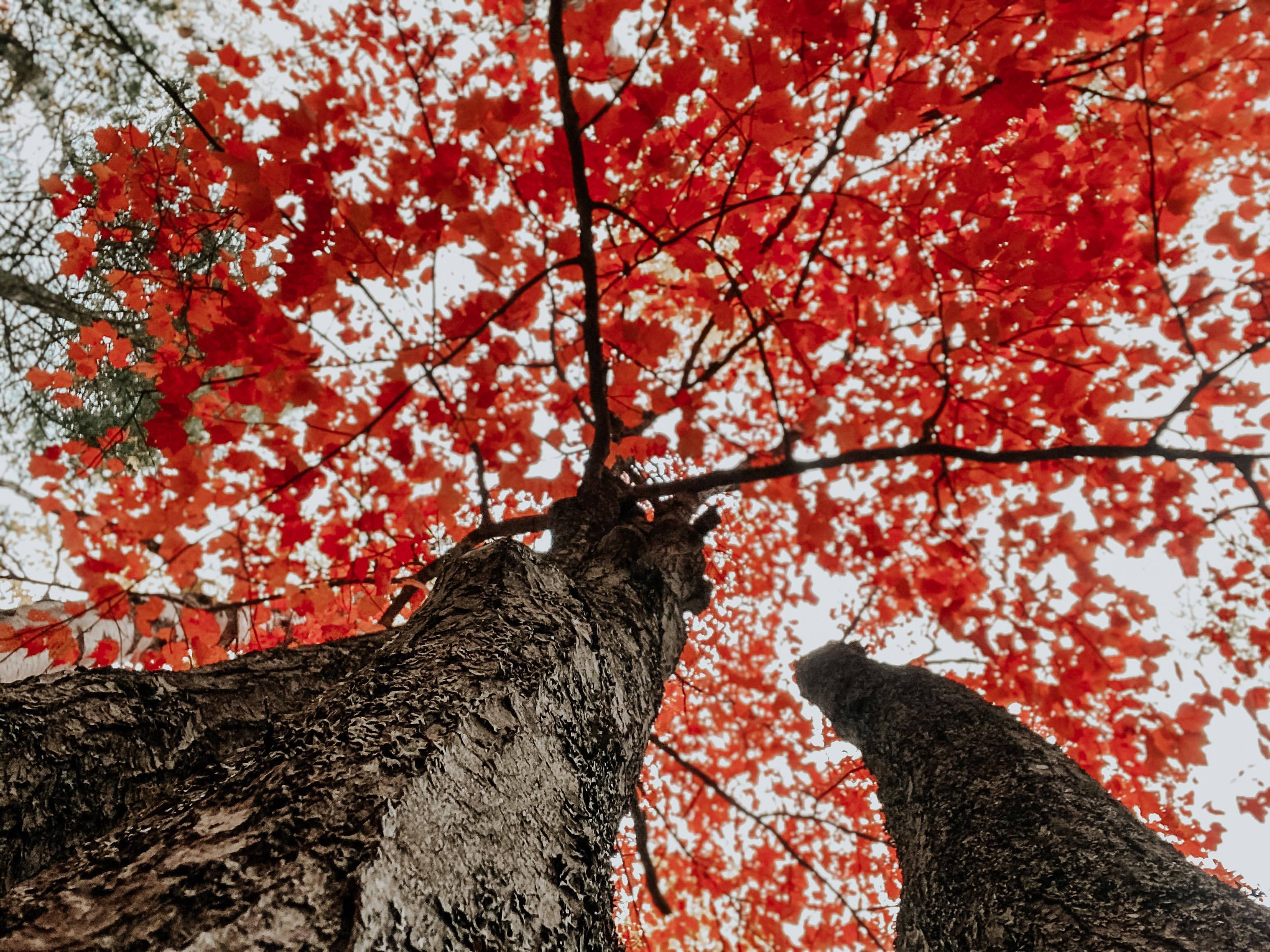 Fall Aesthetic Red Trees — 3088x2316 wallpaper