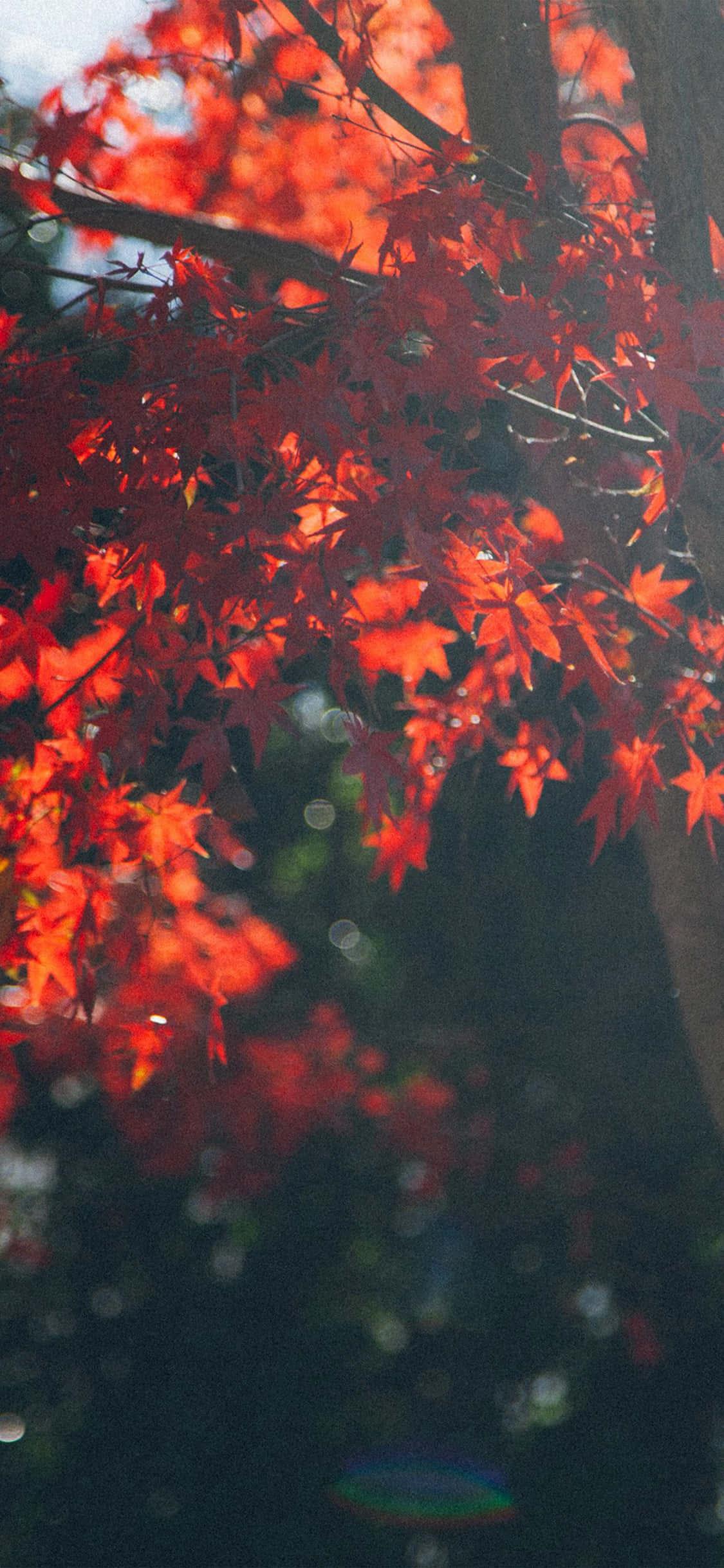 Fall Beauty in Nature — 1125x2436 wallpaper