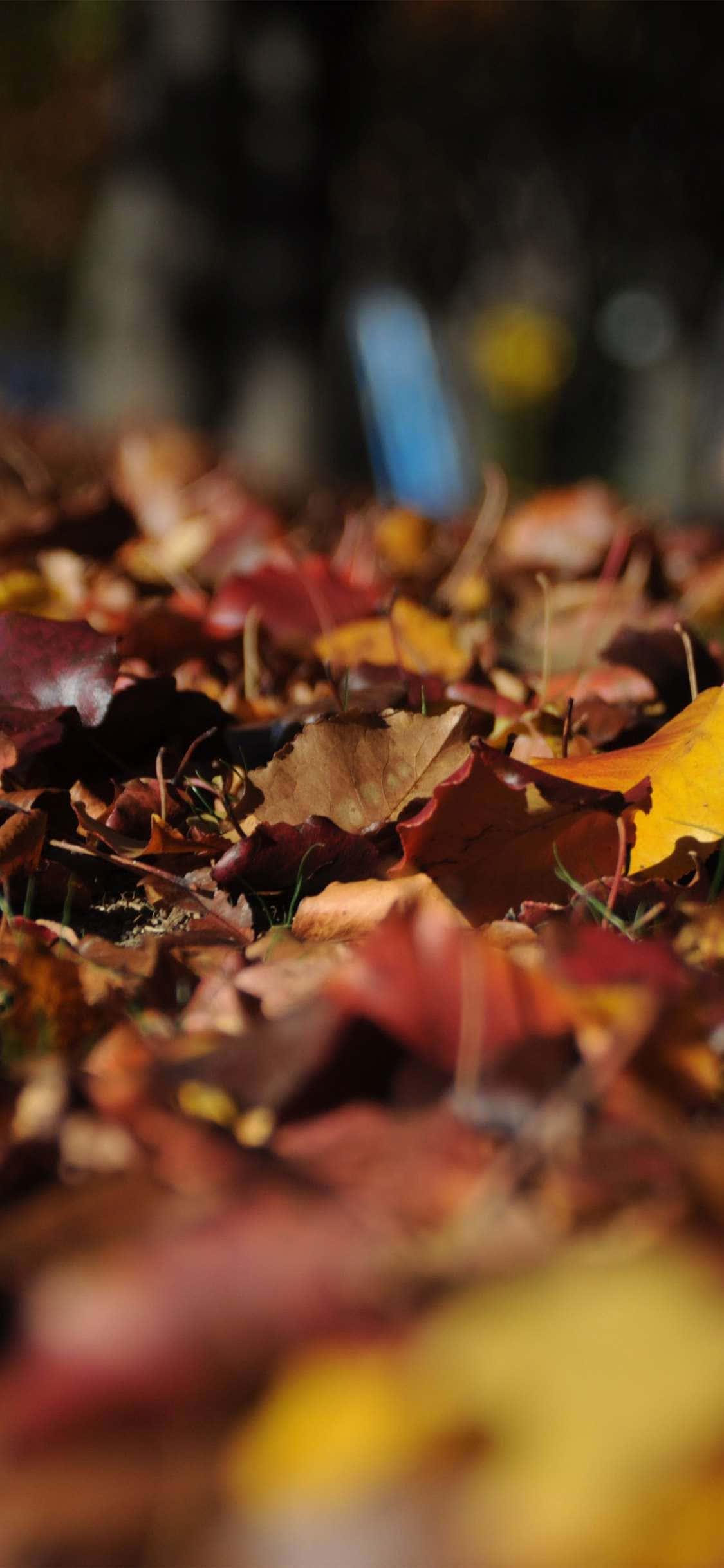 Fall Colors For Your Iphone — 1125x2436 wallpaper