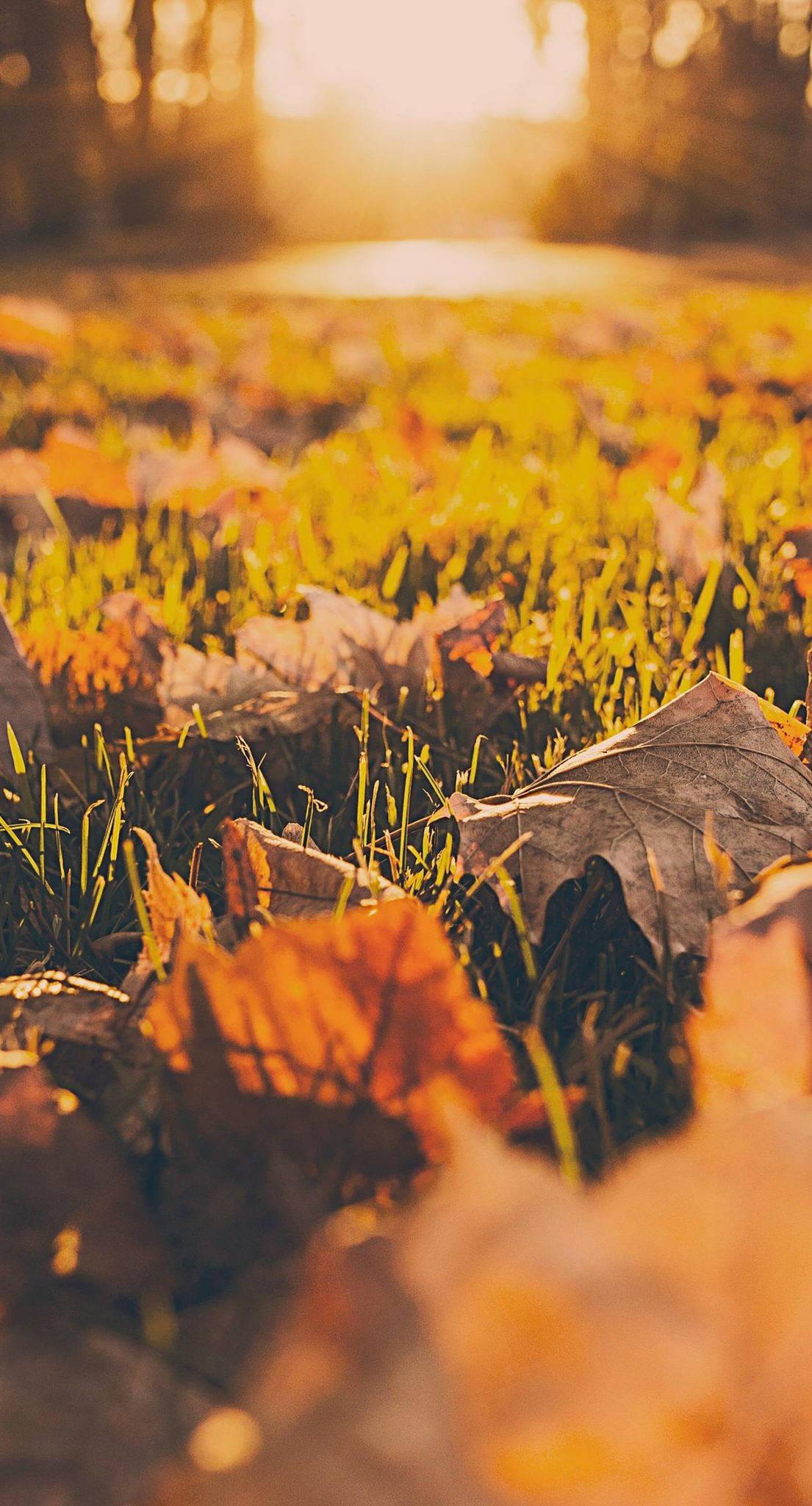 Fallen Leaves Fall IPhone — 1105x2048 wallpaper