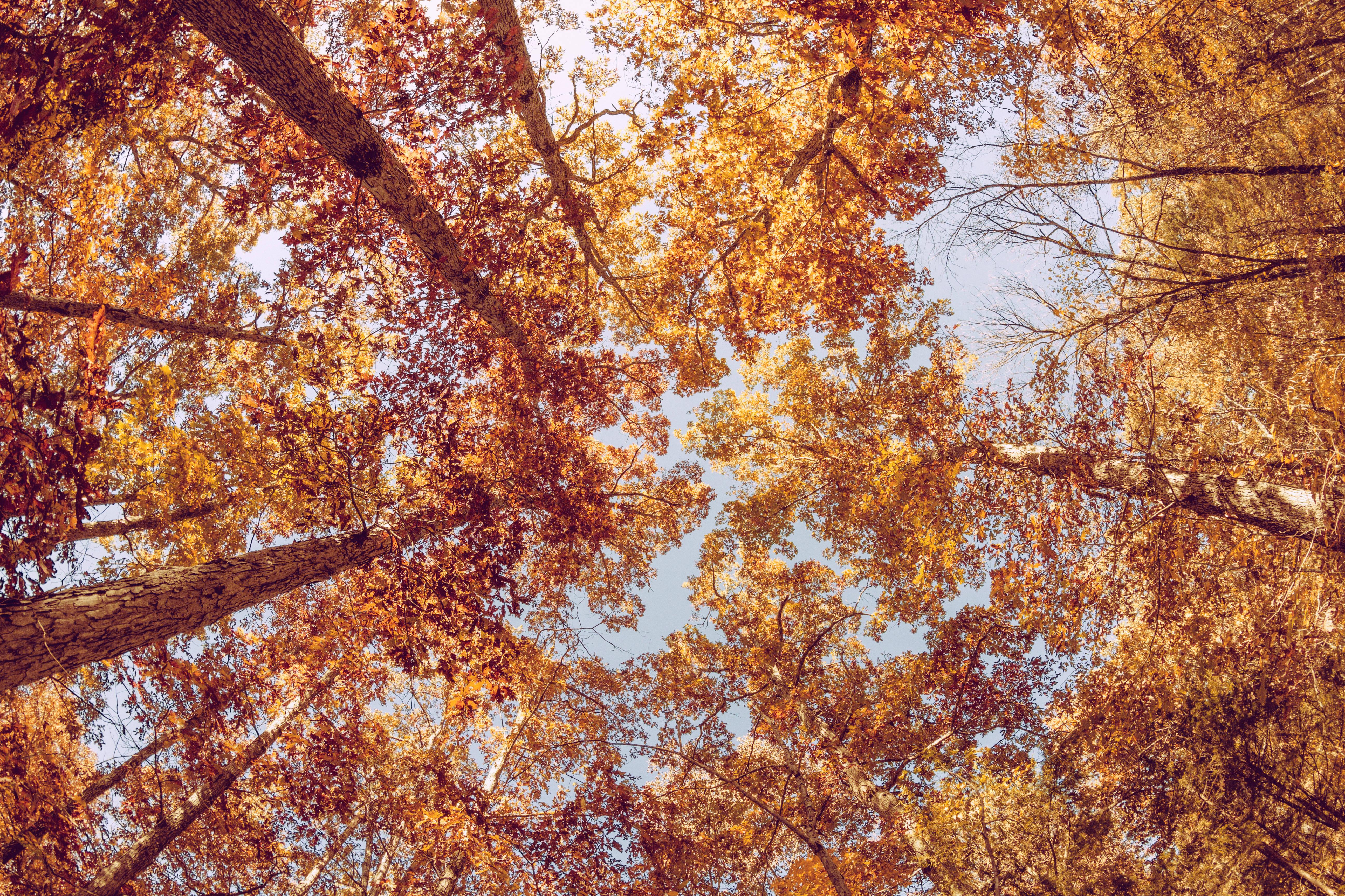 Fall's beauty on display with vibrant orange leaves — 5184x3456 wallpaper