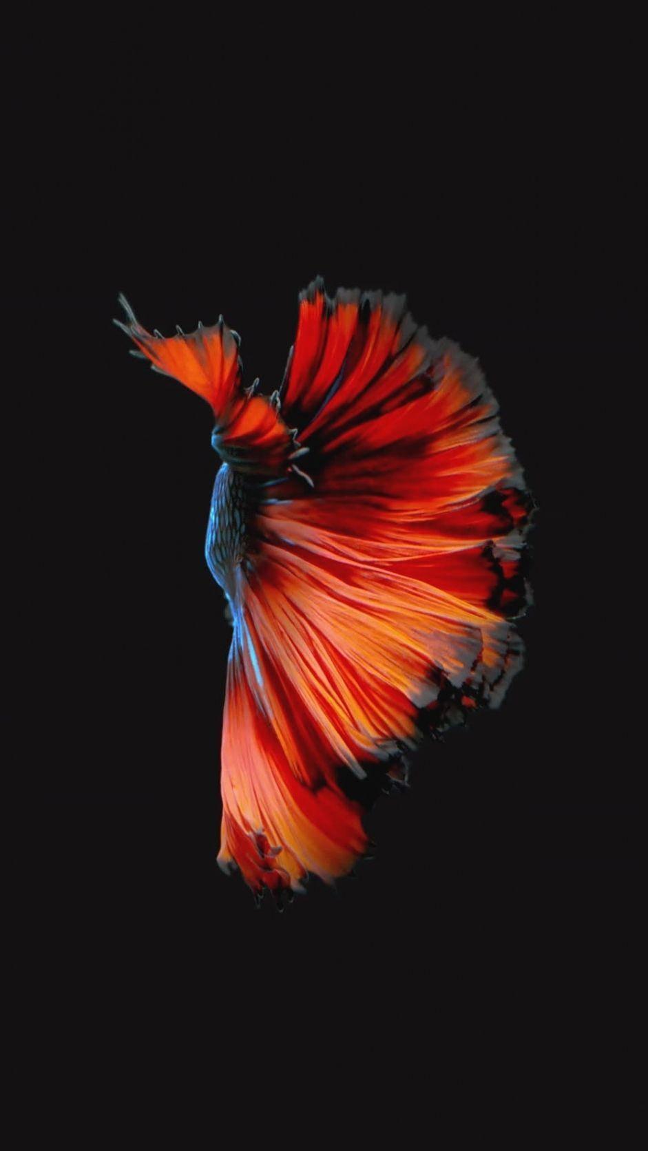 Fancy Betta Fish Iphone Live — 941x1672 wallpaper