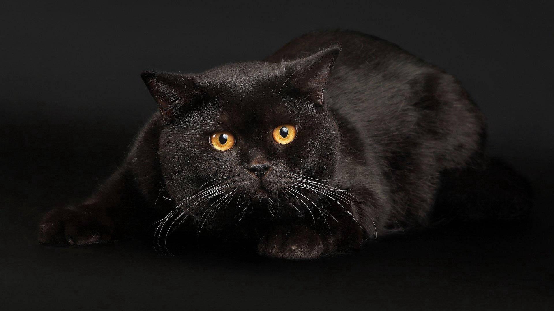 Fat Black Animal Cat — 1920x1080 wallpaper
