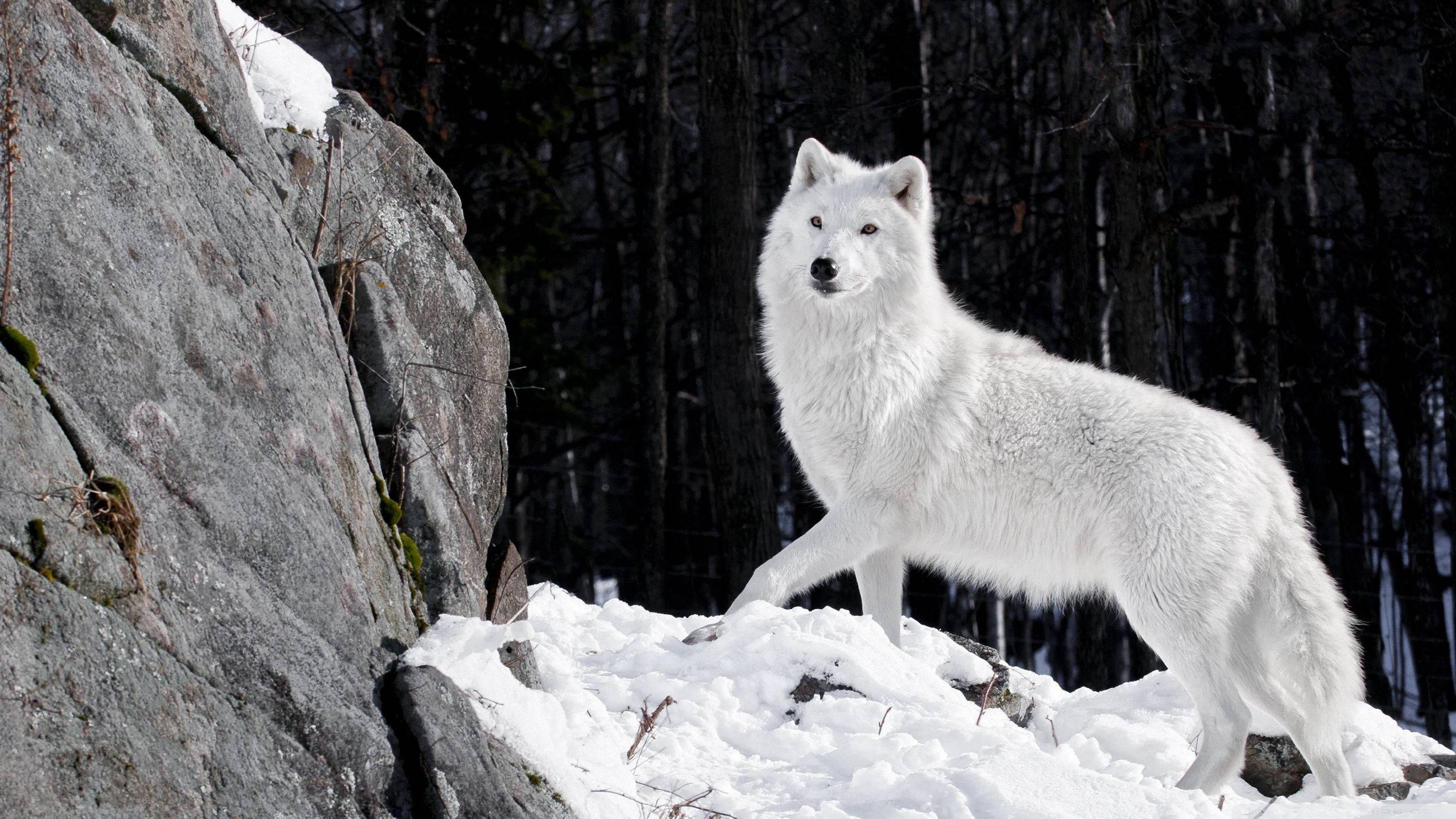 Fearless and Wild - A lone White Wolf — 2560x1440 wallpaper