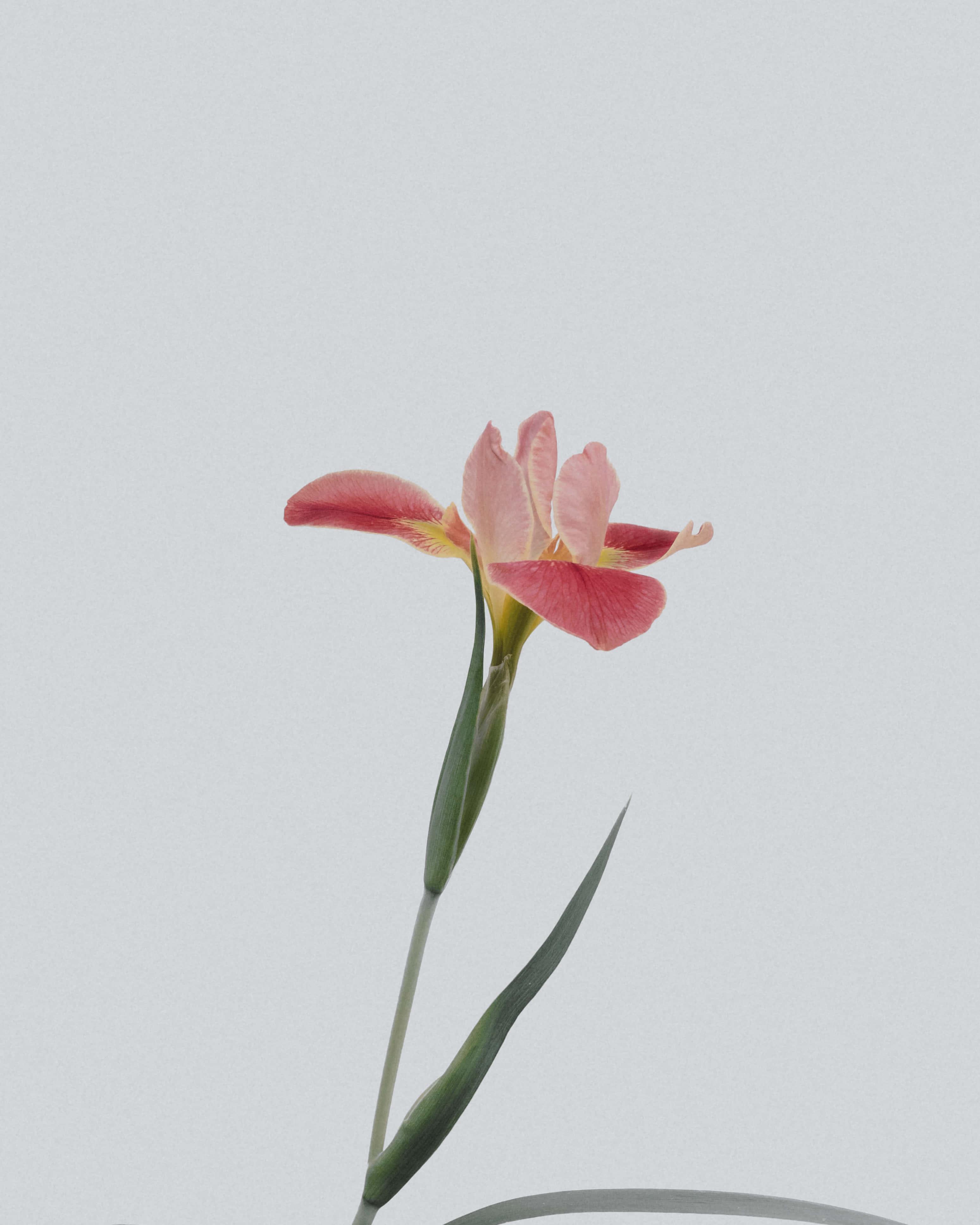 Feel the grace of nature with this vibrant flower — 3098x3872 wallpaper