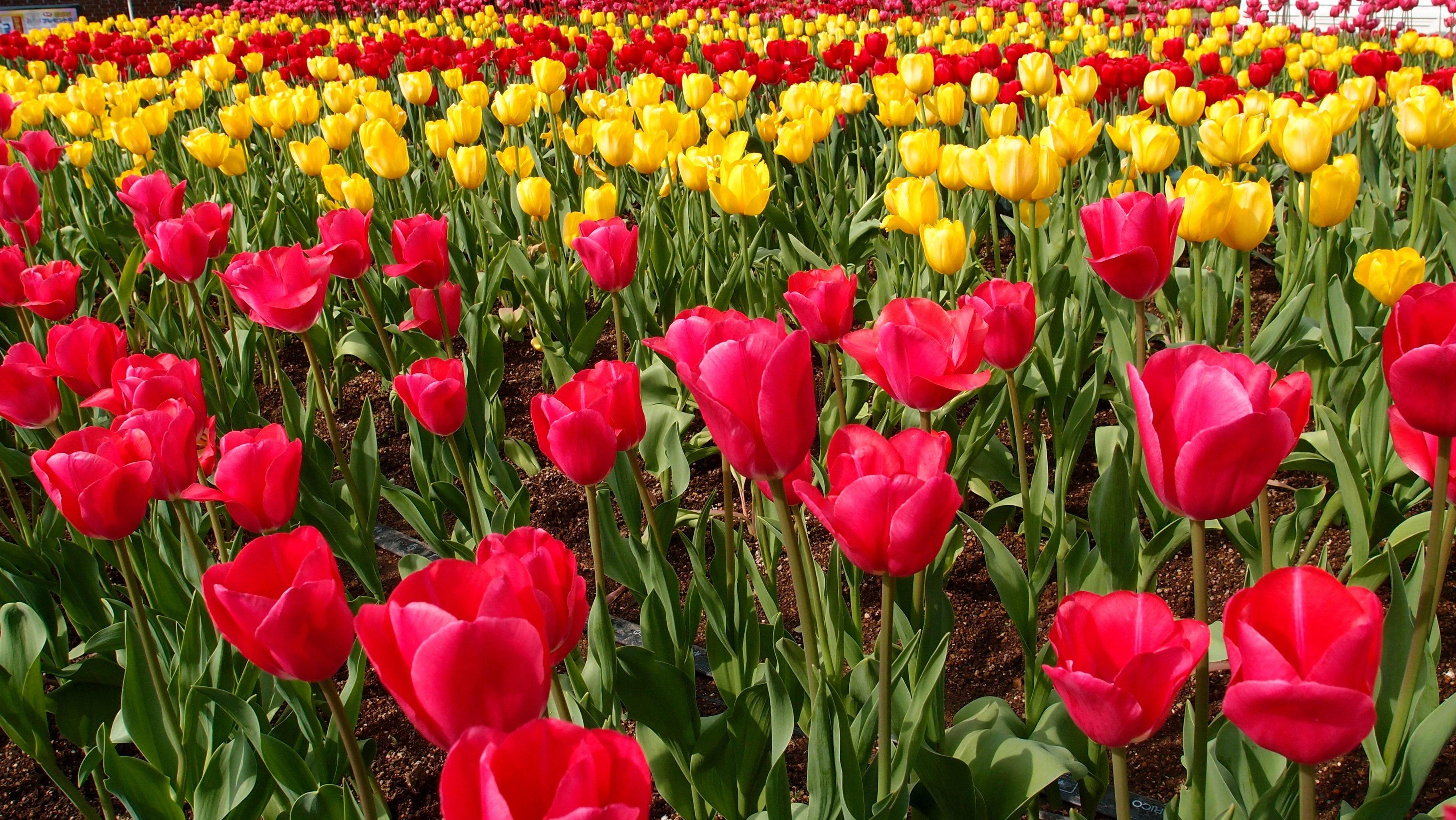 Feel the Joy of Colors with these Bright Tulips! — 3648x2056 wallpaper