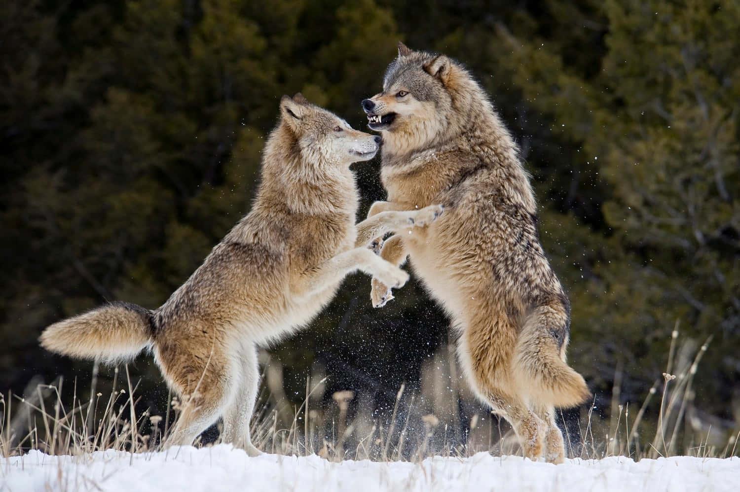 Feel the power of a mysterious Wolf — 1500x998 wallpaper