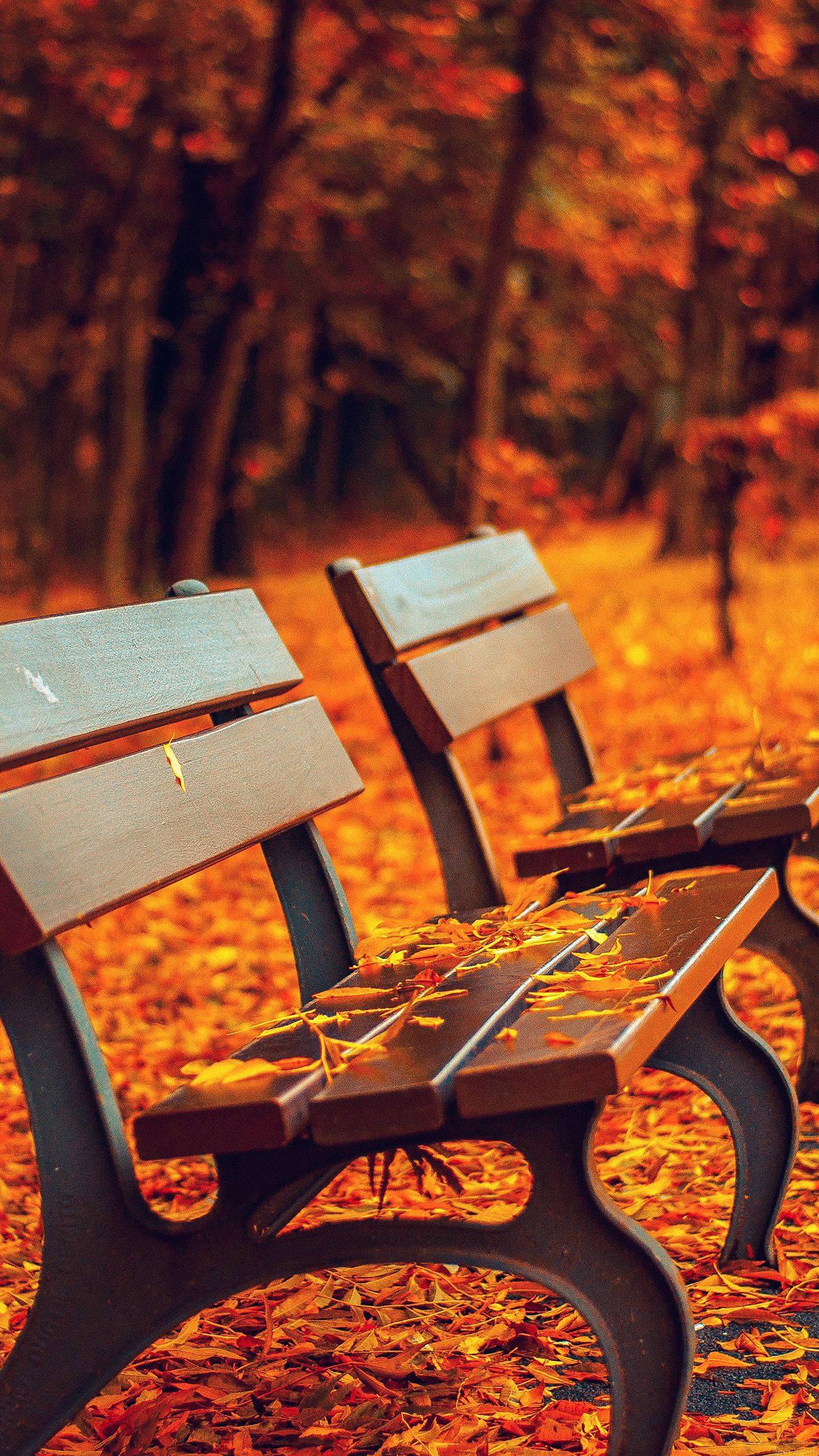 Feeling the Fall Vibes. — 1242x2208 wallpaper
