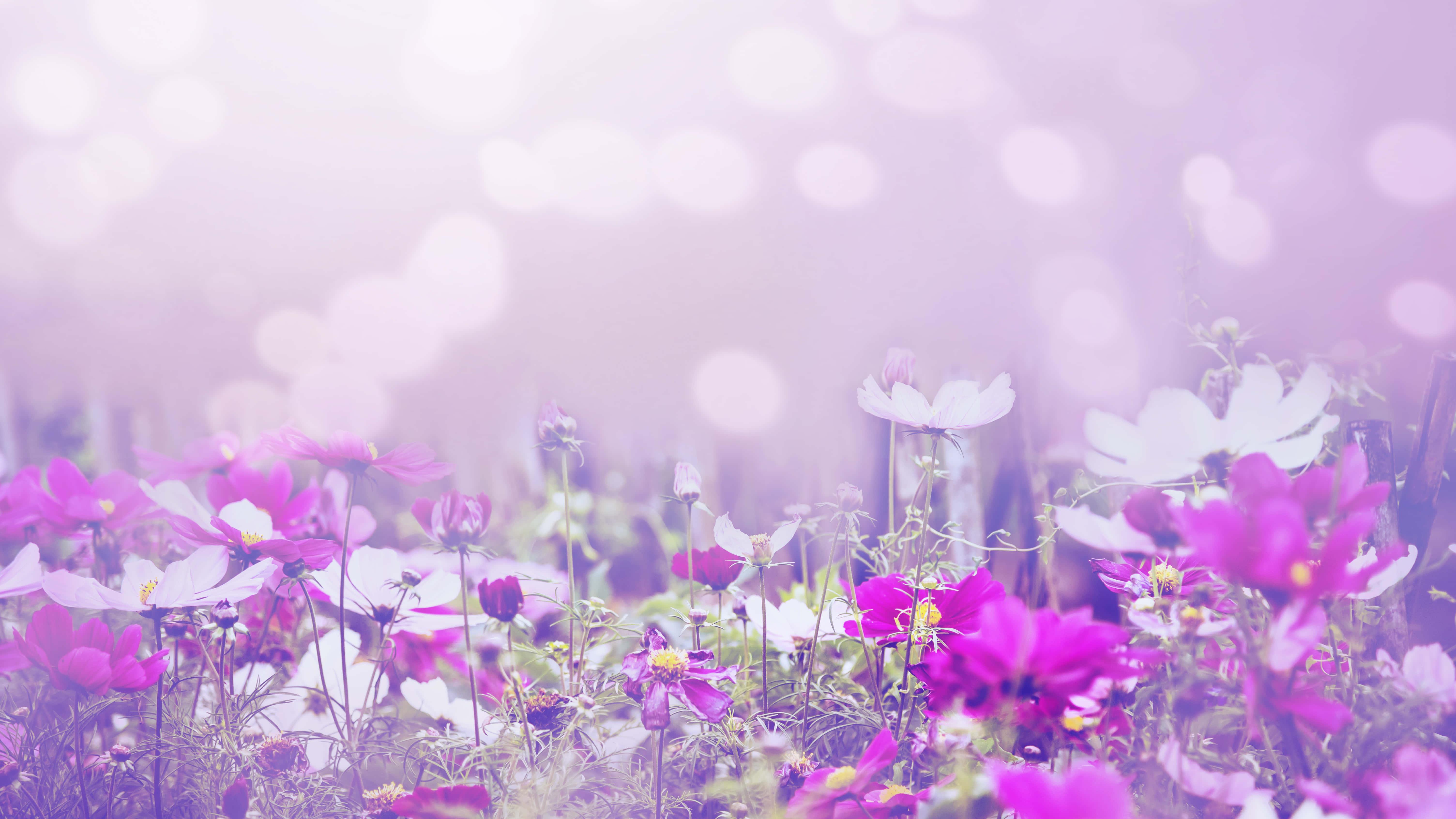 Field Of Nature Flower — 6016x3384 wallpaper