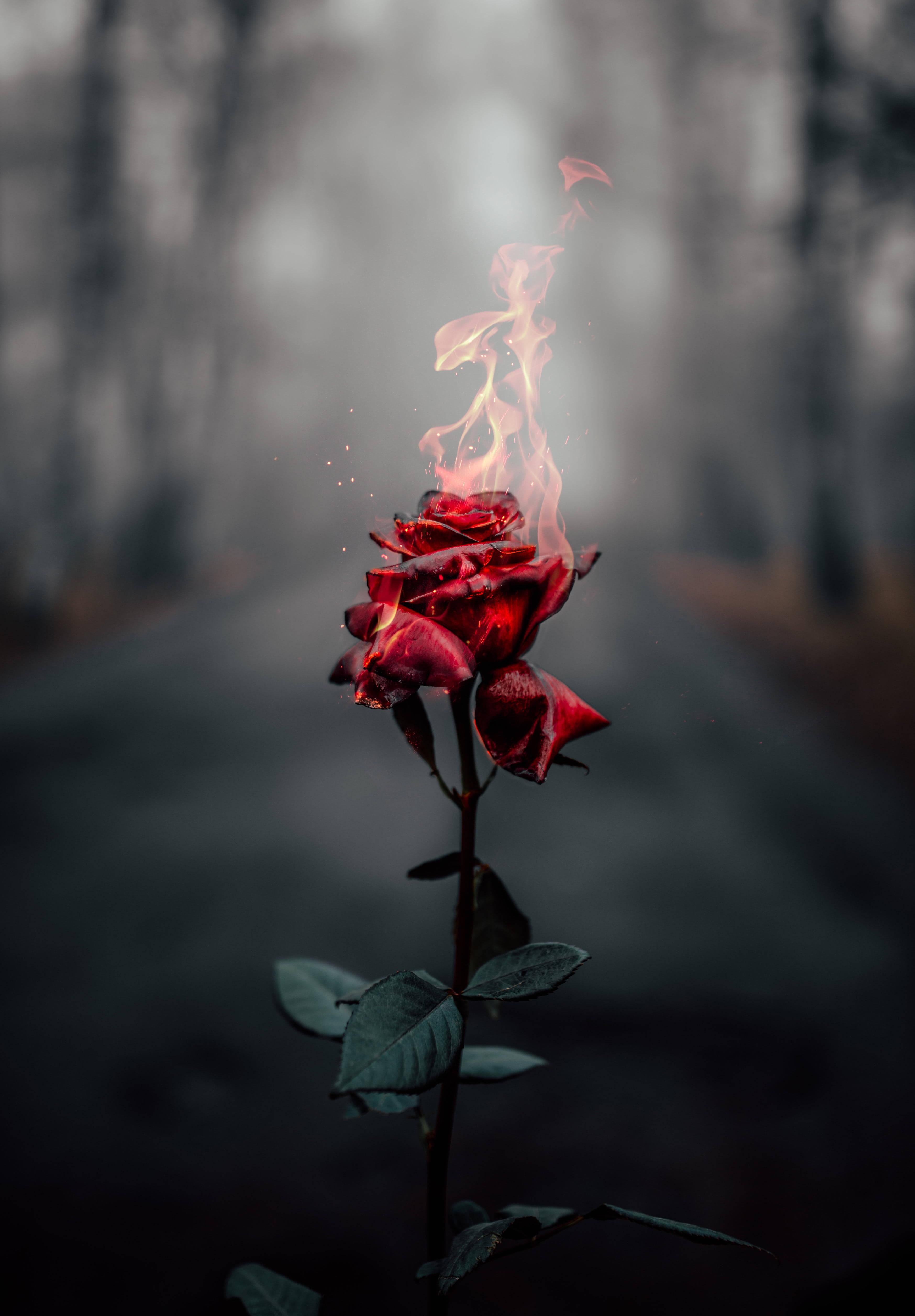 Fire Burning Rose Flower Mobile — 3495x5029 wallpaper