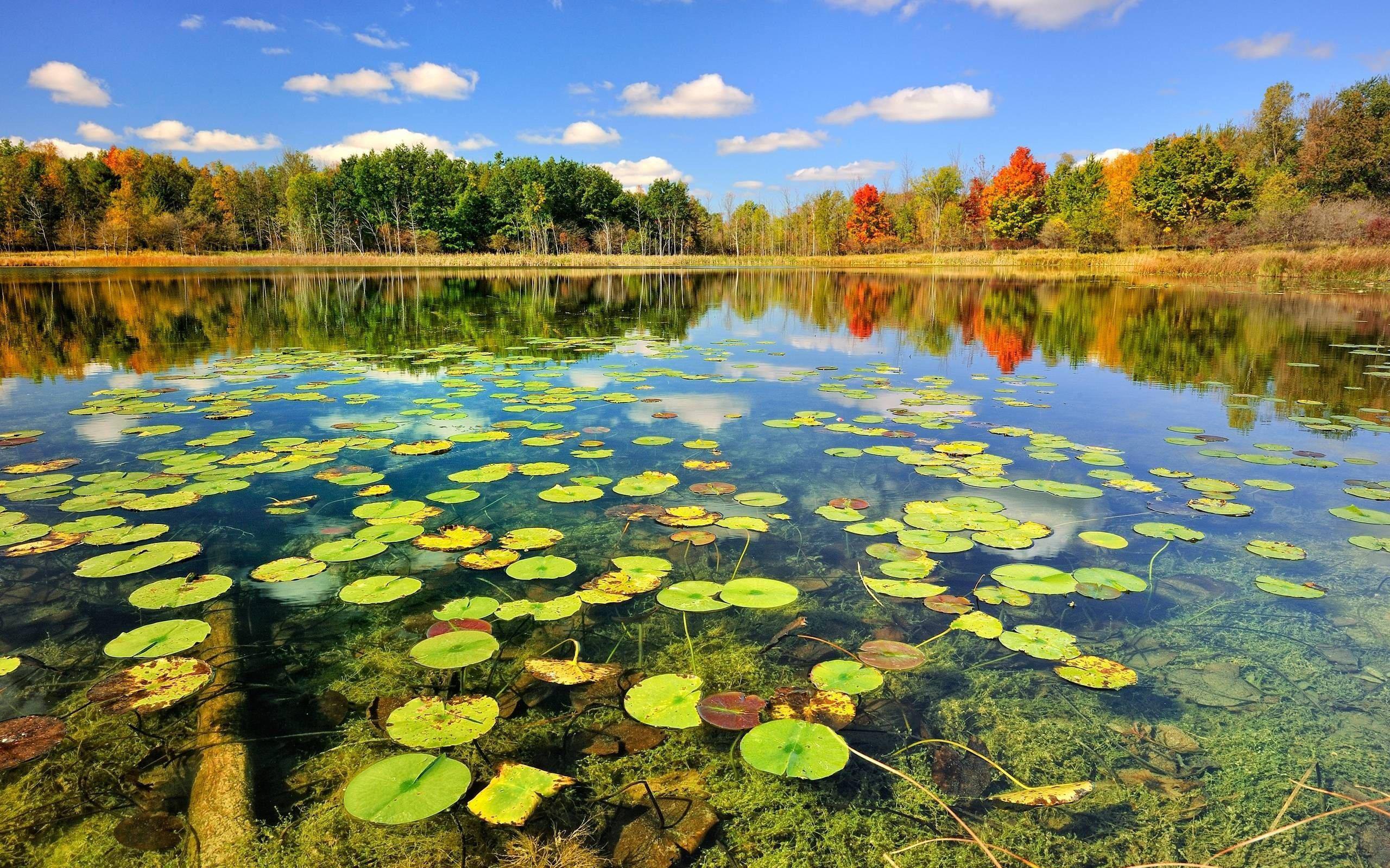 Fishing Lake With Lilies — 2560x1600 wallpaper