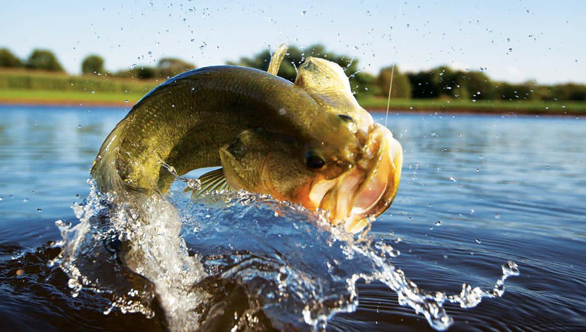 Fishing pictures — 1200x680 wallpaper