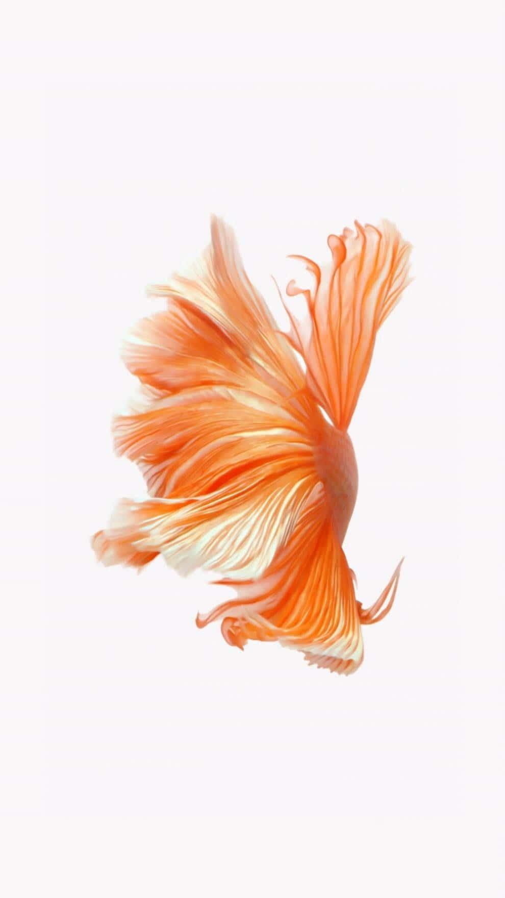 Fishing pictures — 990x1760 wallpaper