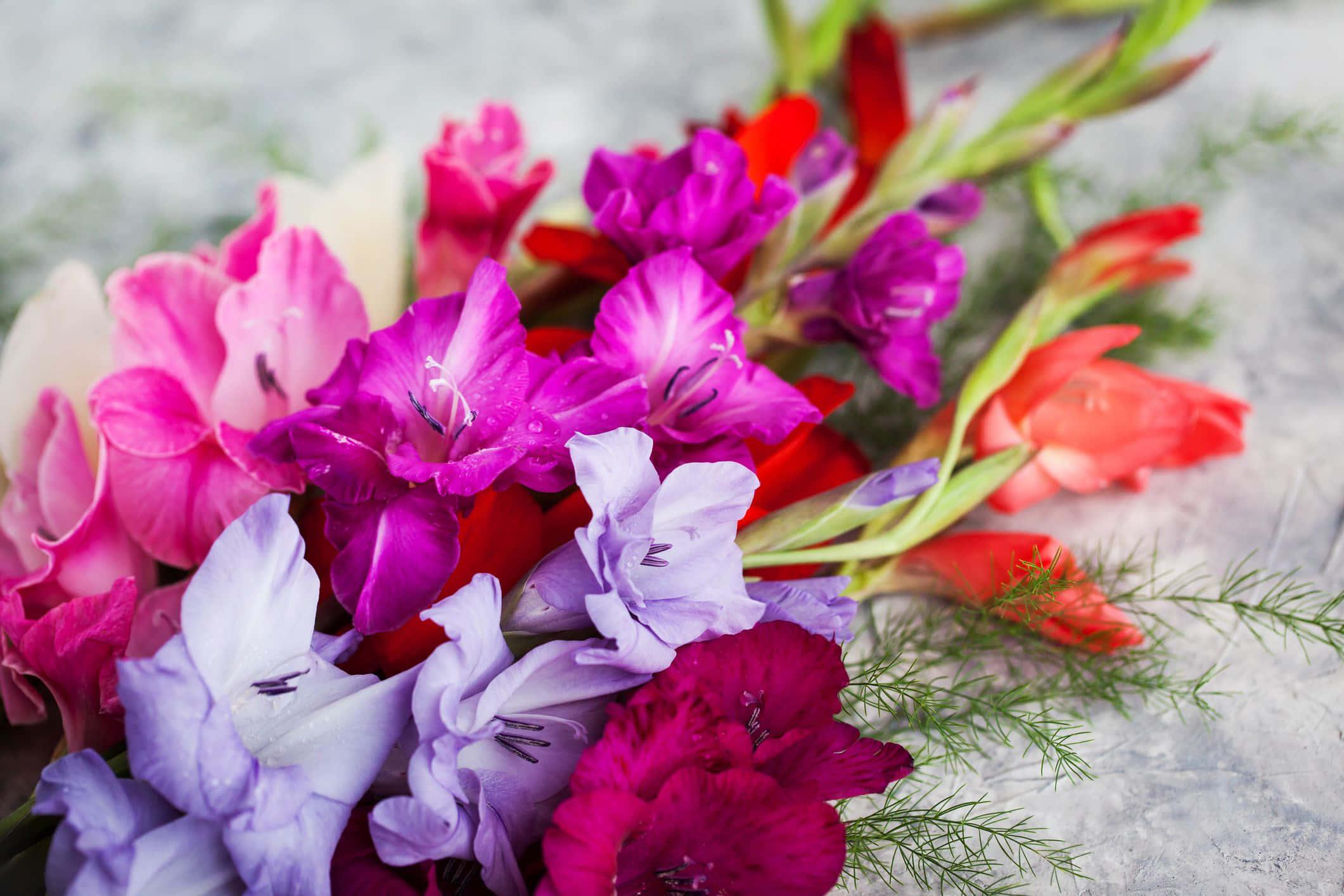 Flat Lay Picture Flower Arrangement — 2121x1414 wallpaper