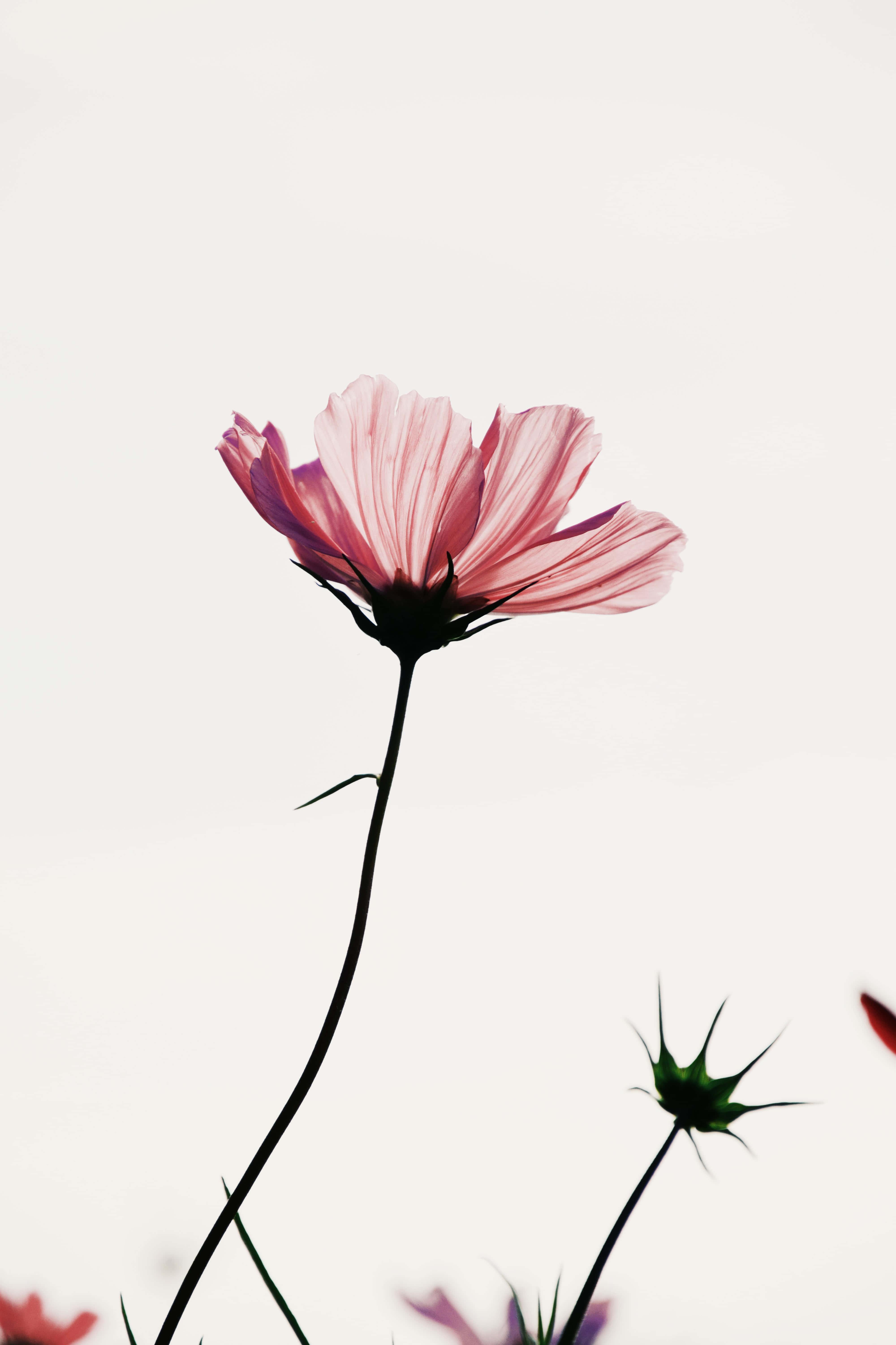 Flower Background — 4000x6000 wallpaper