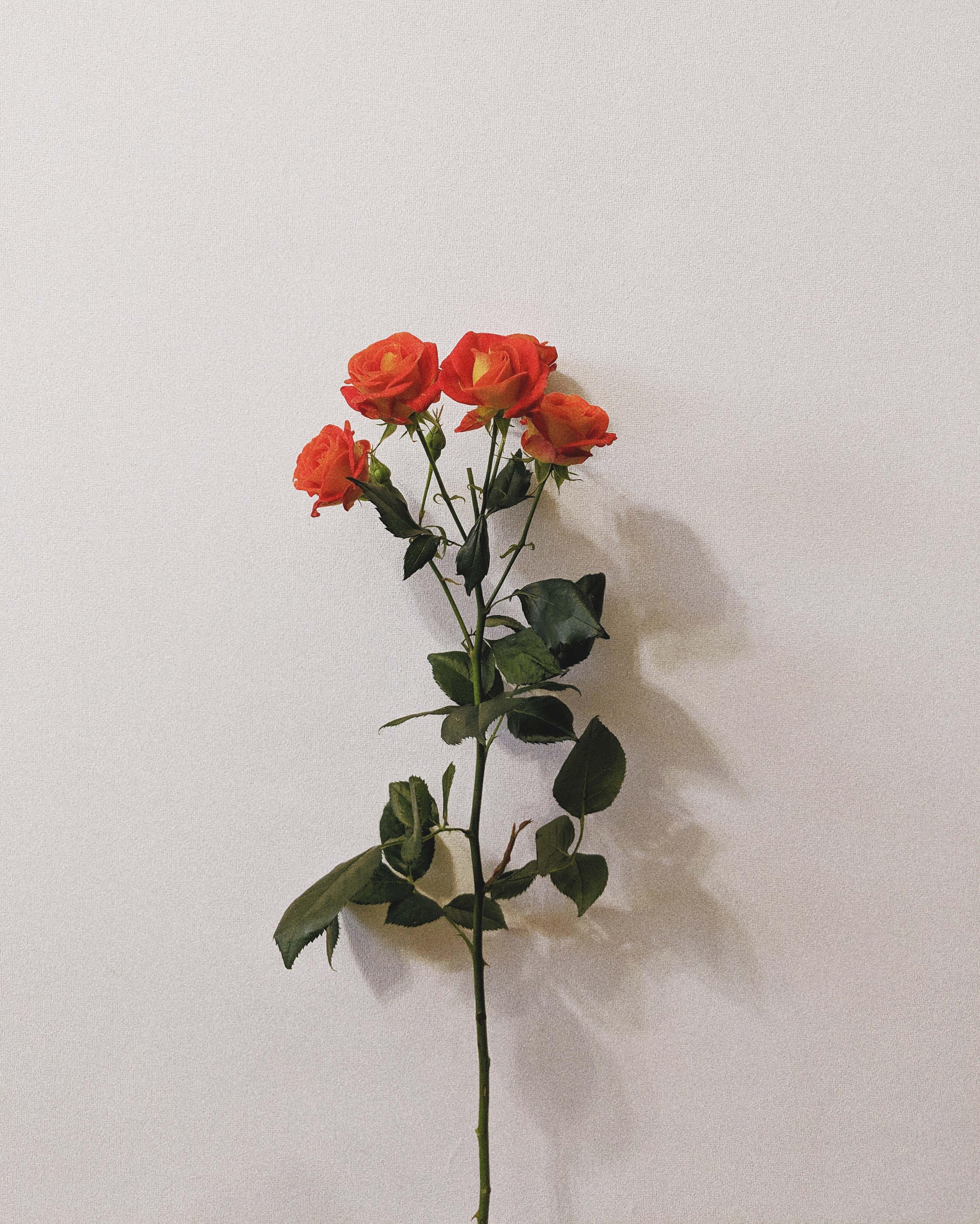 Flower Background — 3024x3777 wallpaper