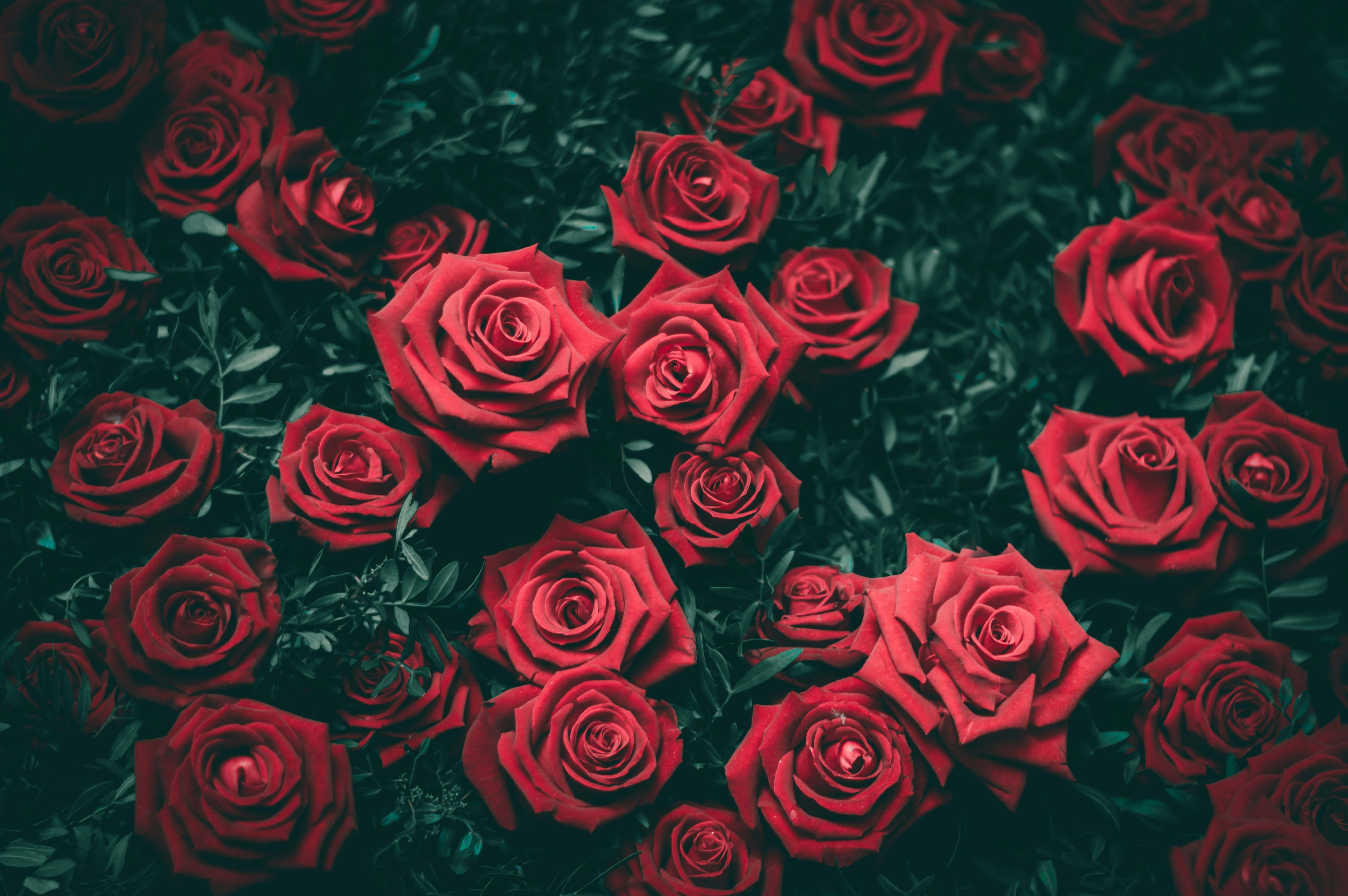 Flower Background — 6016x4000 wallpaper