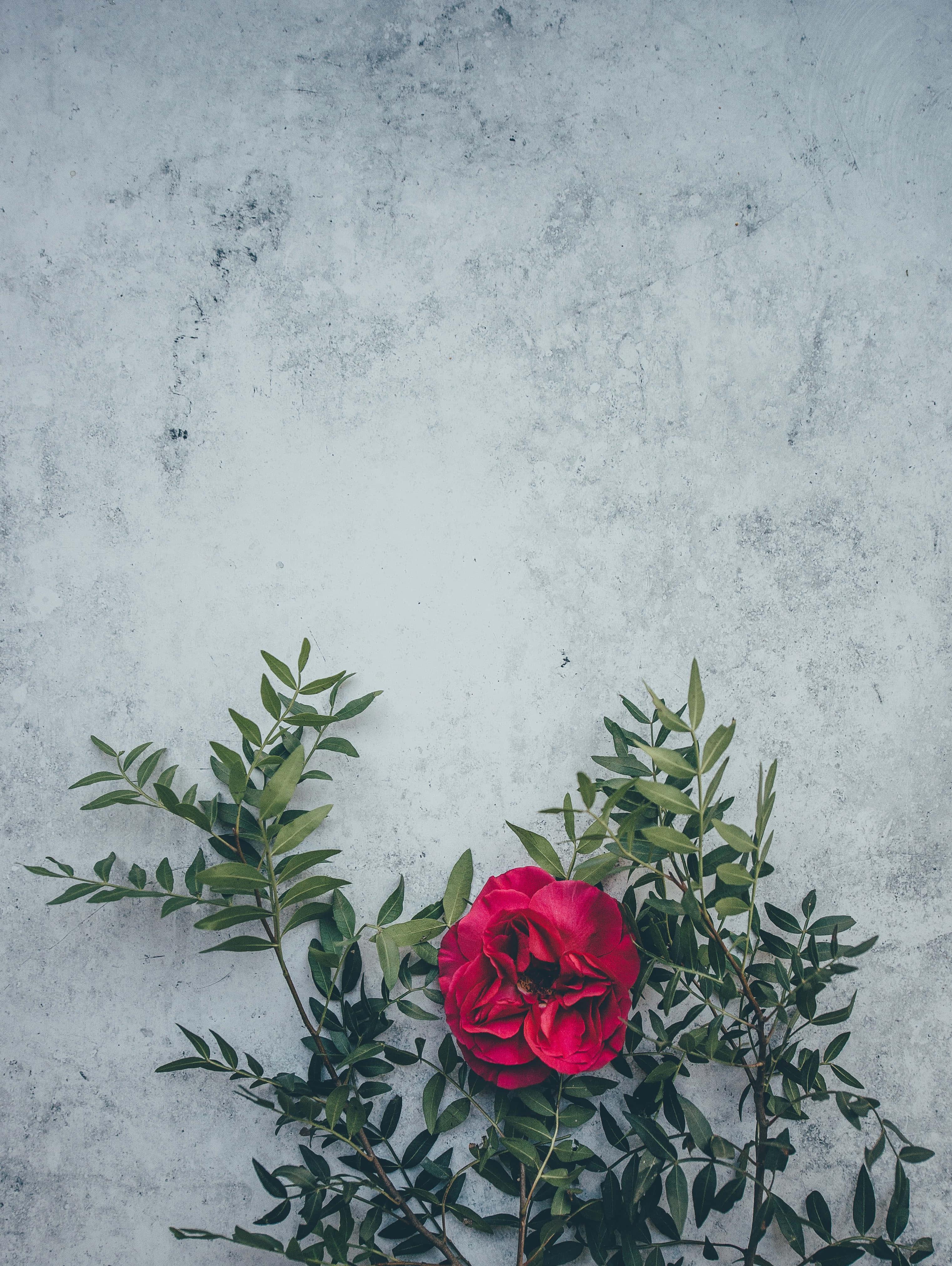 Flower Background — 3042x4043 wallpaper