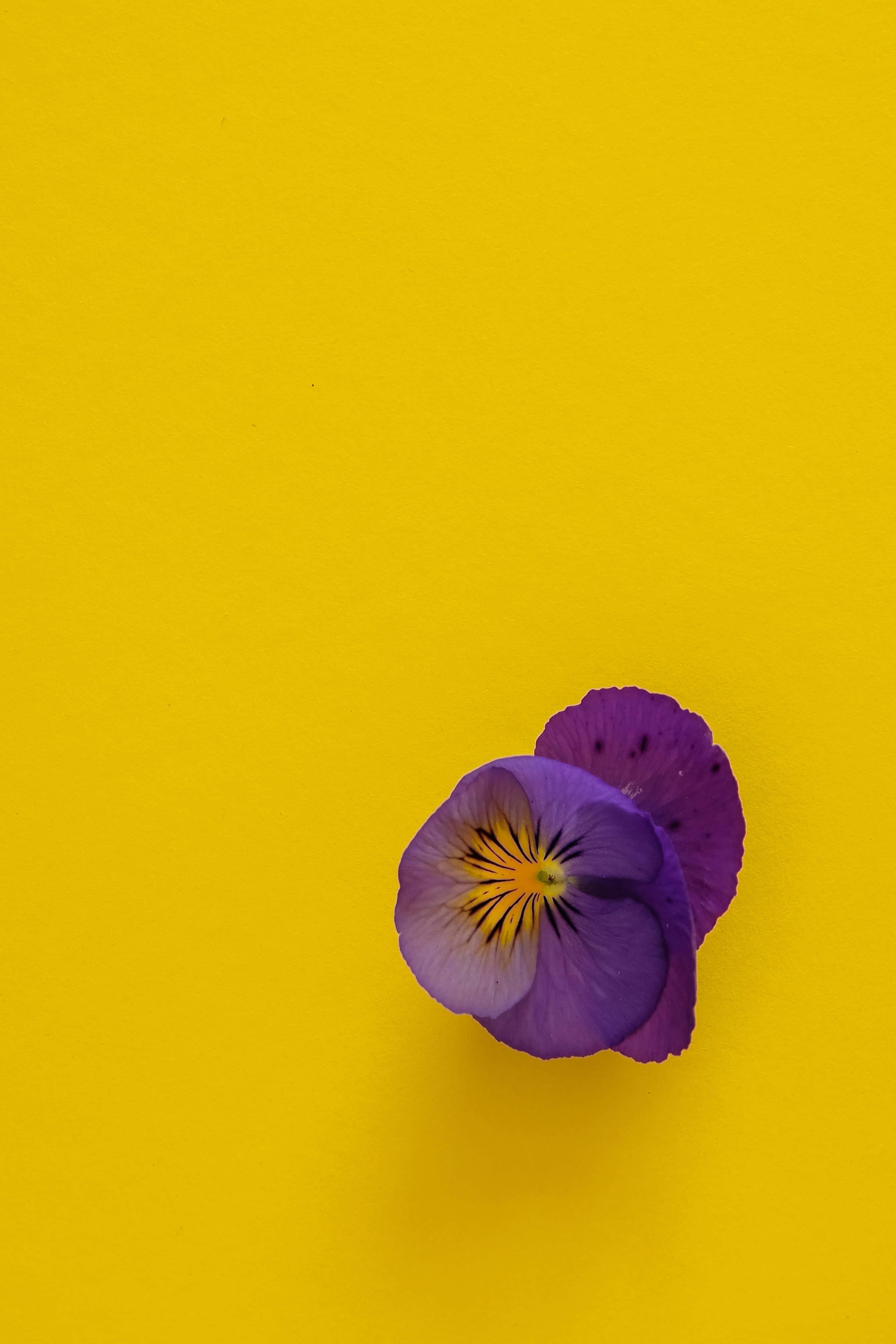 Flower Background — 3334x5000 wallpaper