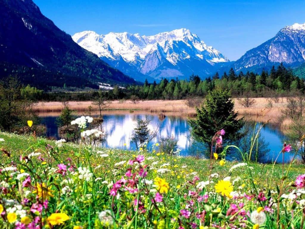 Flower Field By Lake Landscape Picture — 1024x768 wallpaper