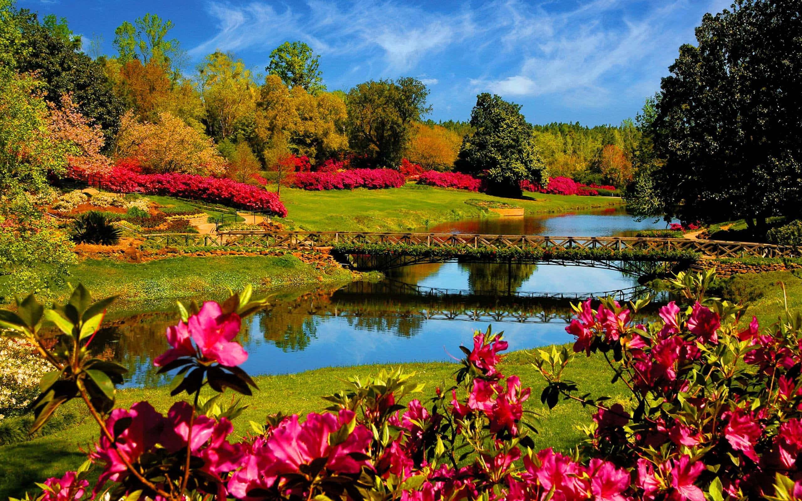 Flower Garden And River Landscape Picture — 2560x1600 wallpaper