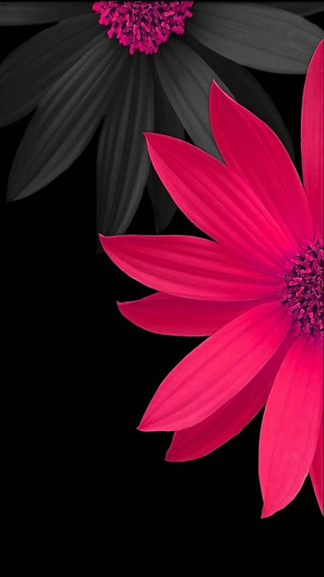 Flower Mobile Daisies — 1080x1920 wallpaper