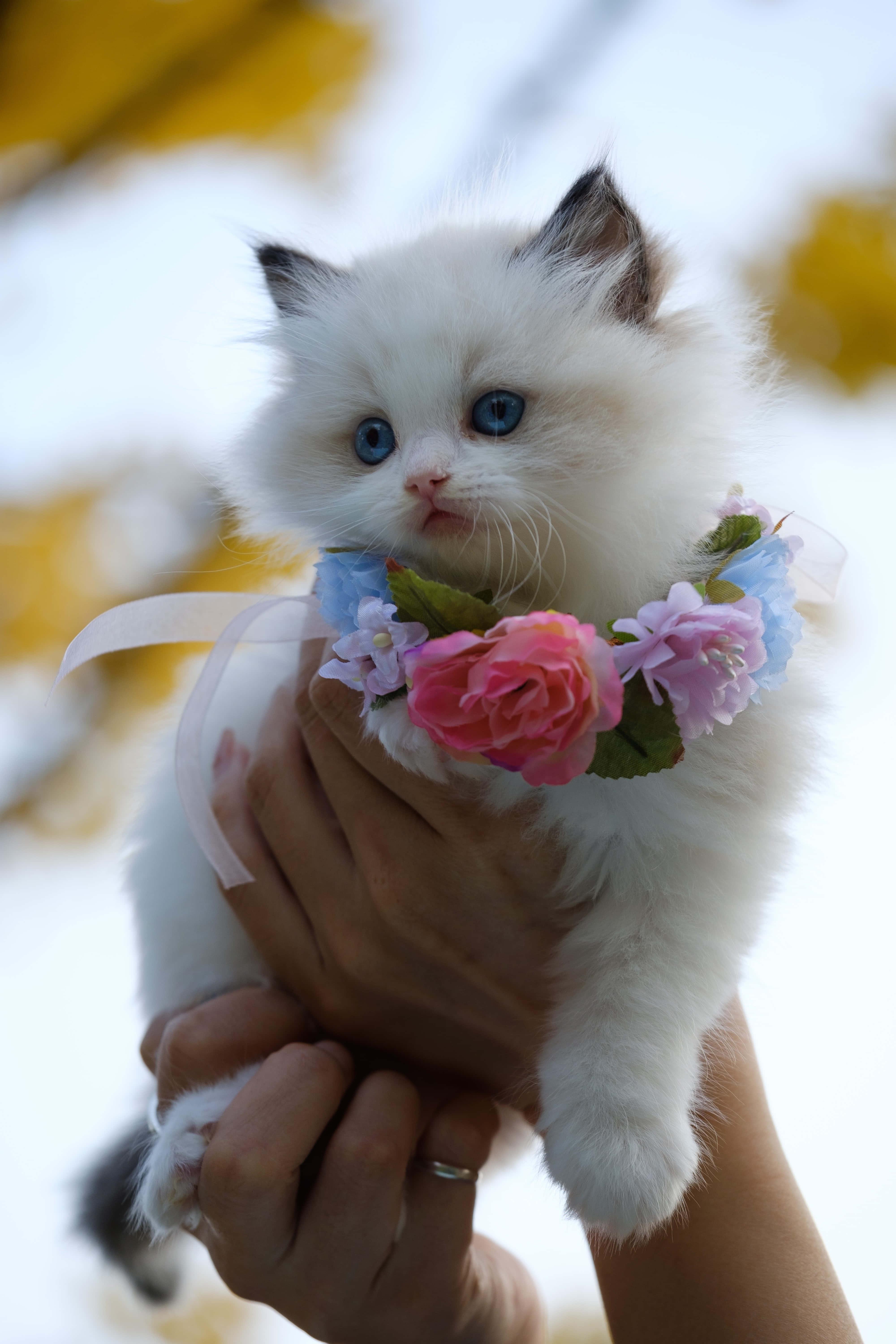 Flower Necklace Cute Cat PFP — 4000x6000 wallpaper