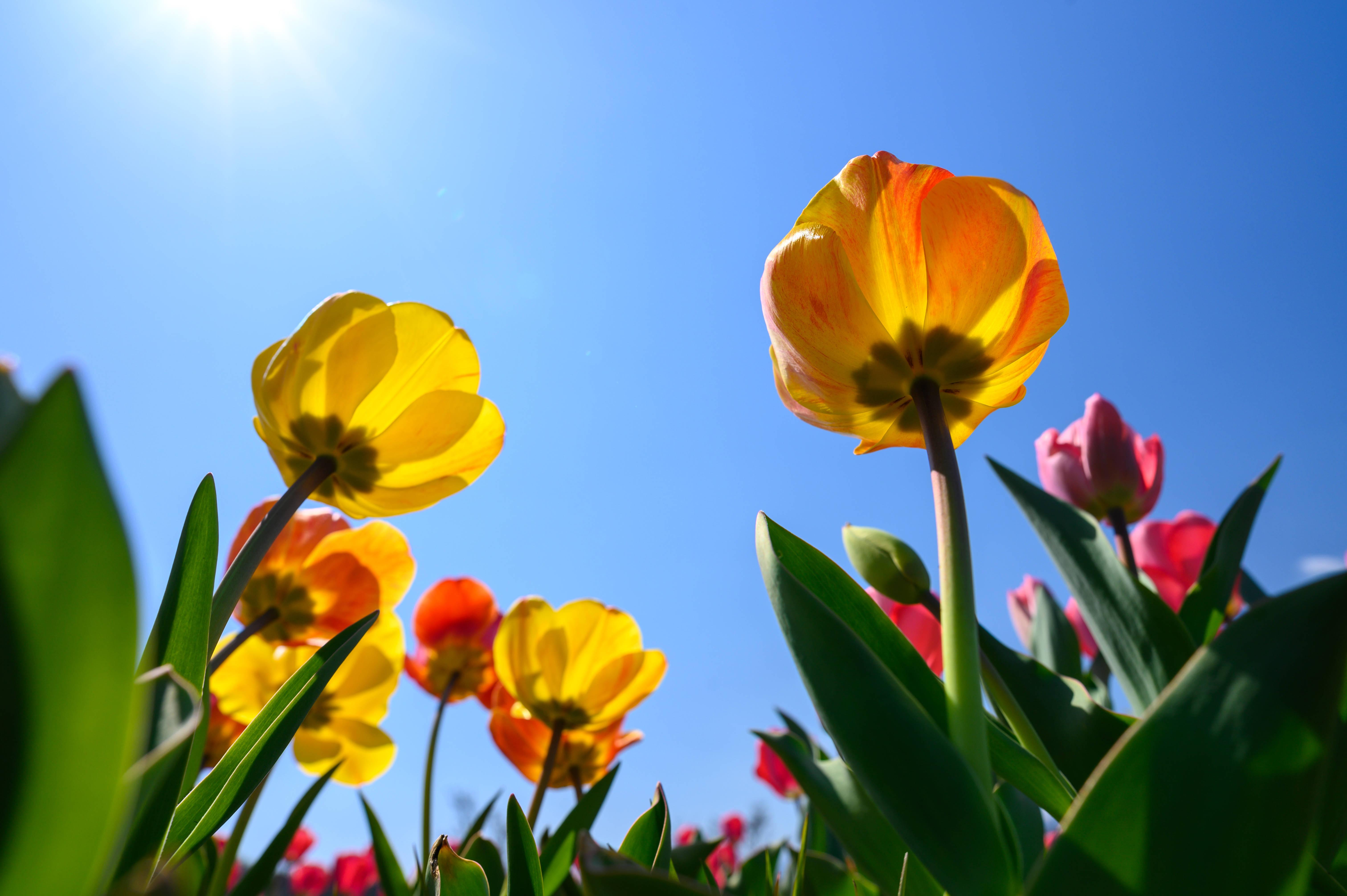 Flowers In Spring — 6048x4024 wallpaper