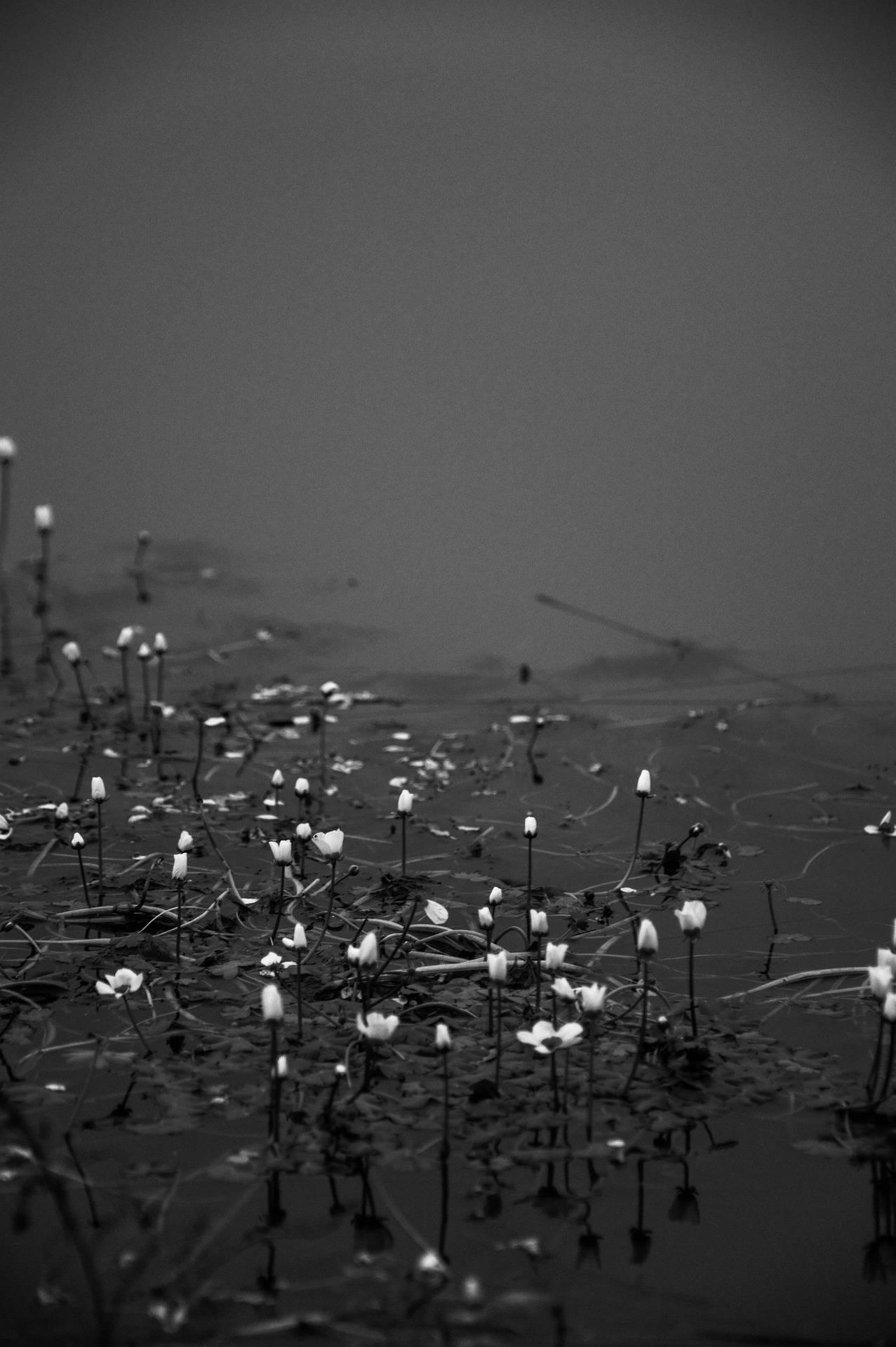 Flowers On Water iPhone Dark — 1277x1920 wallpaper