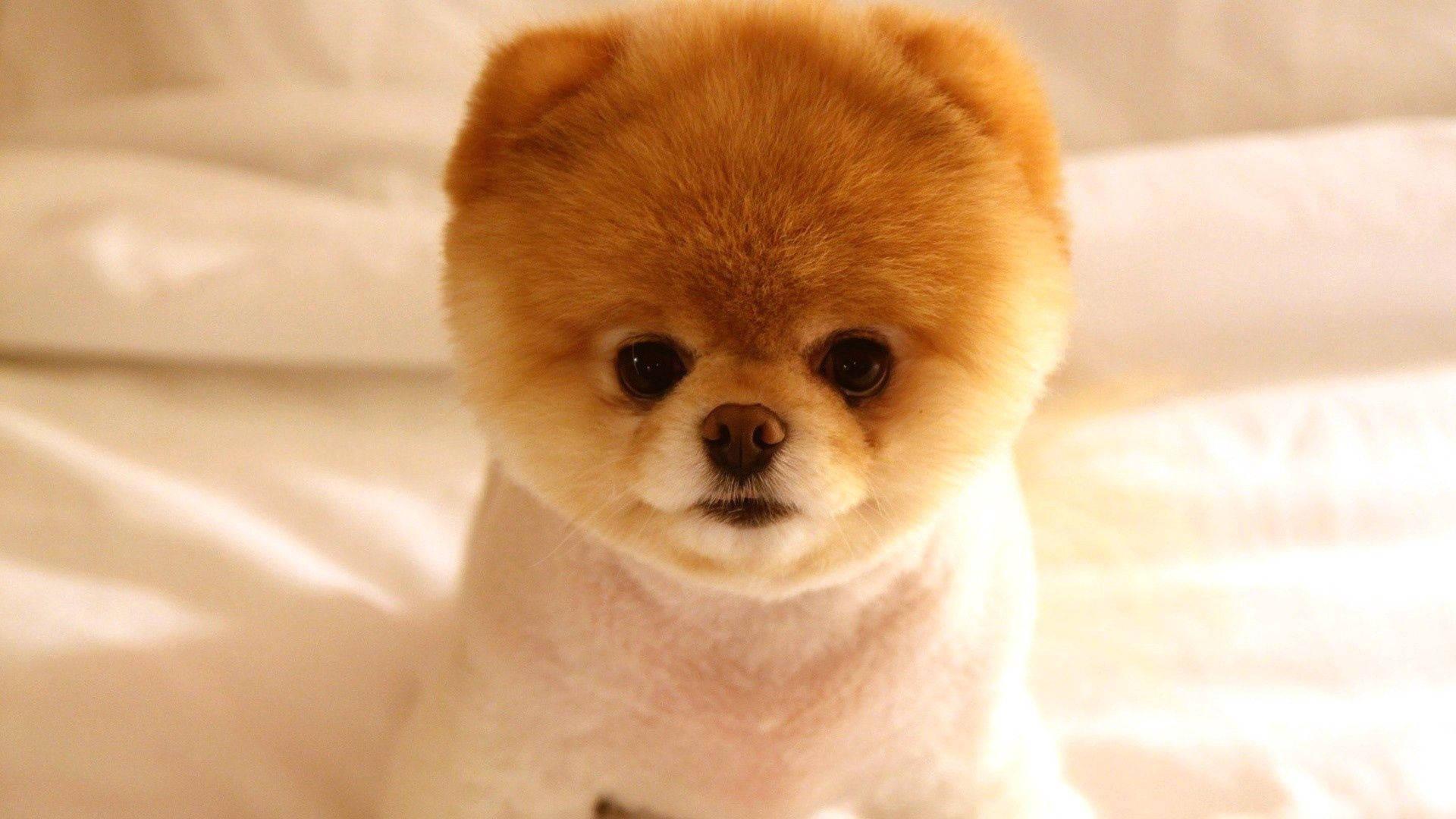 Fluffy Groomed Pomeranian Puppy — 1920x1080 wallpaper