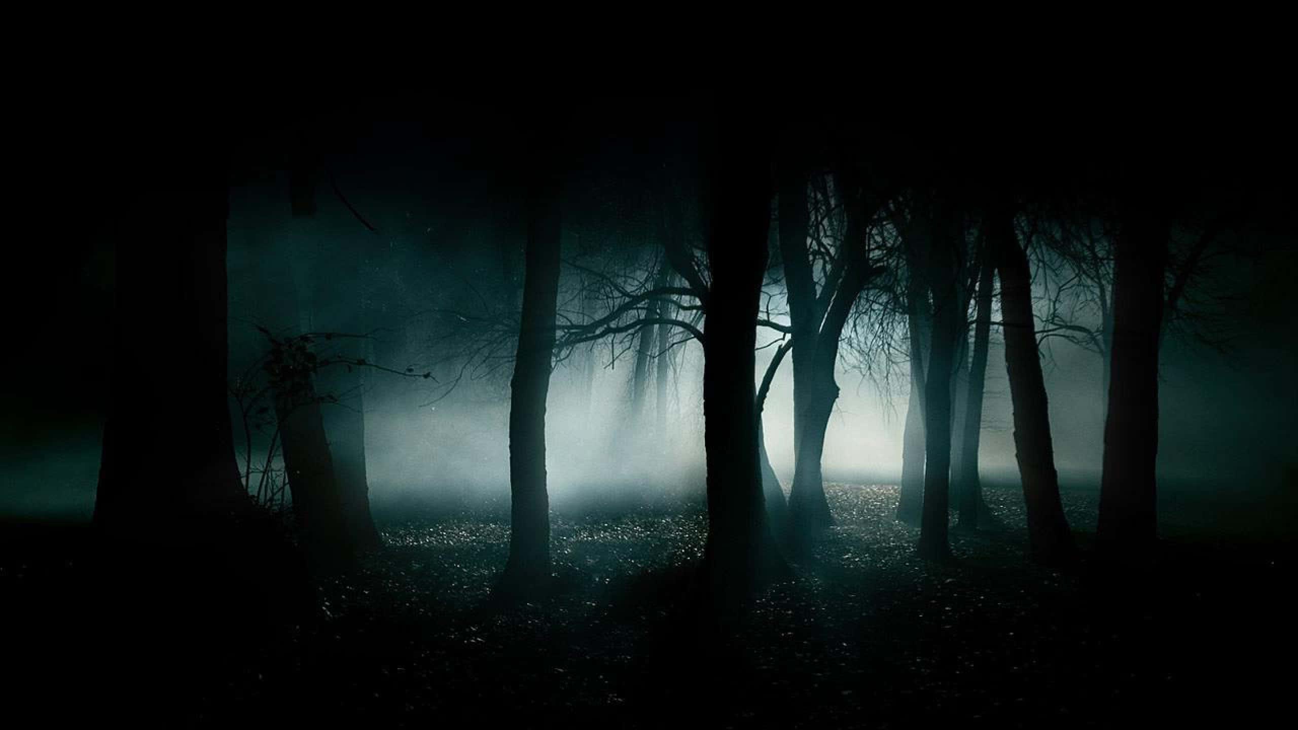 Foggy Dark Forest Picture — 2560x1440 wallpaper