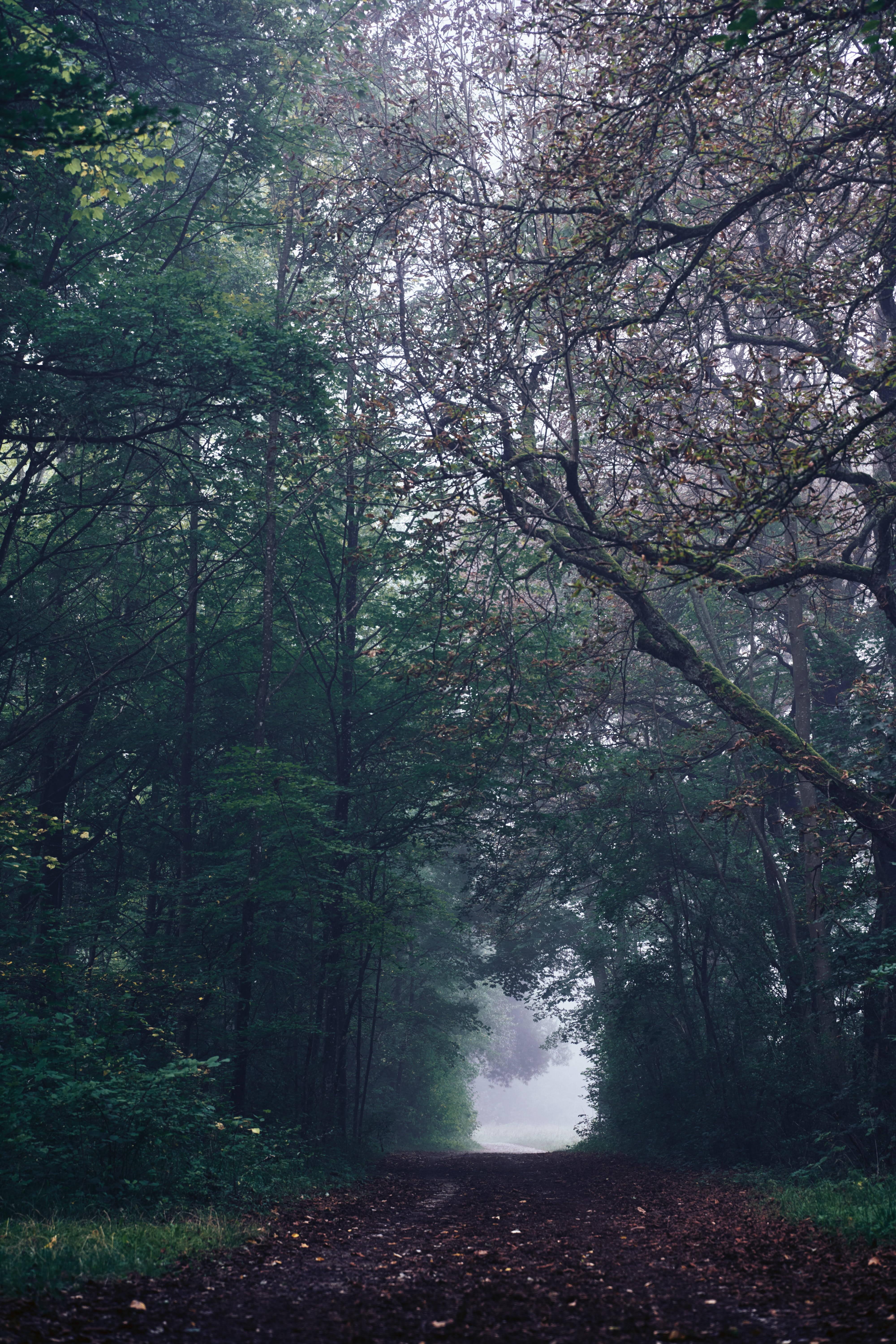 Foggy Forest 8K Phone — 4000x6000 wallpaper