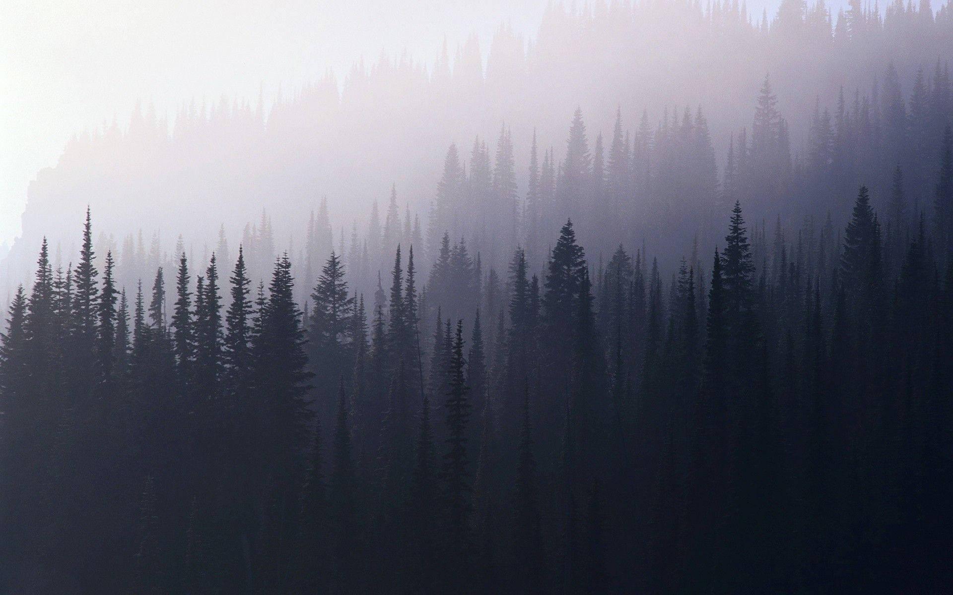 Foggy Forest Aesthetic — 1920x1200 wallpaper