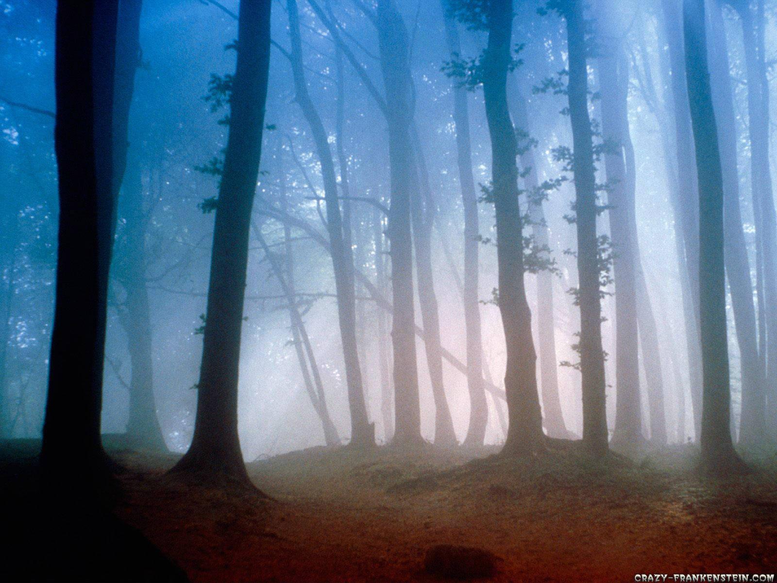 Foggy Forest Path — 1600x1200 wallpaper