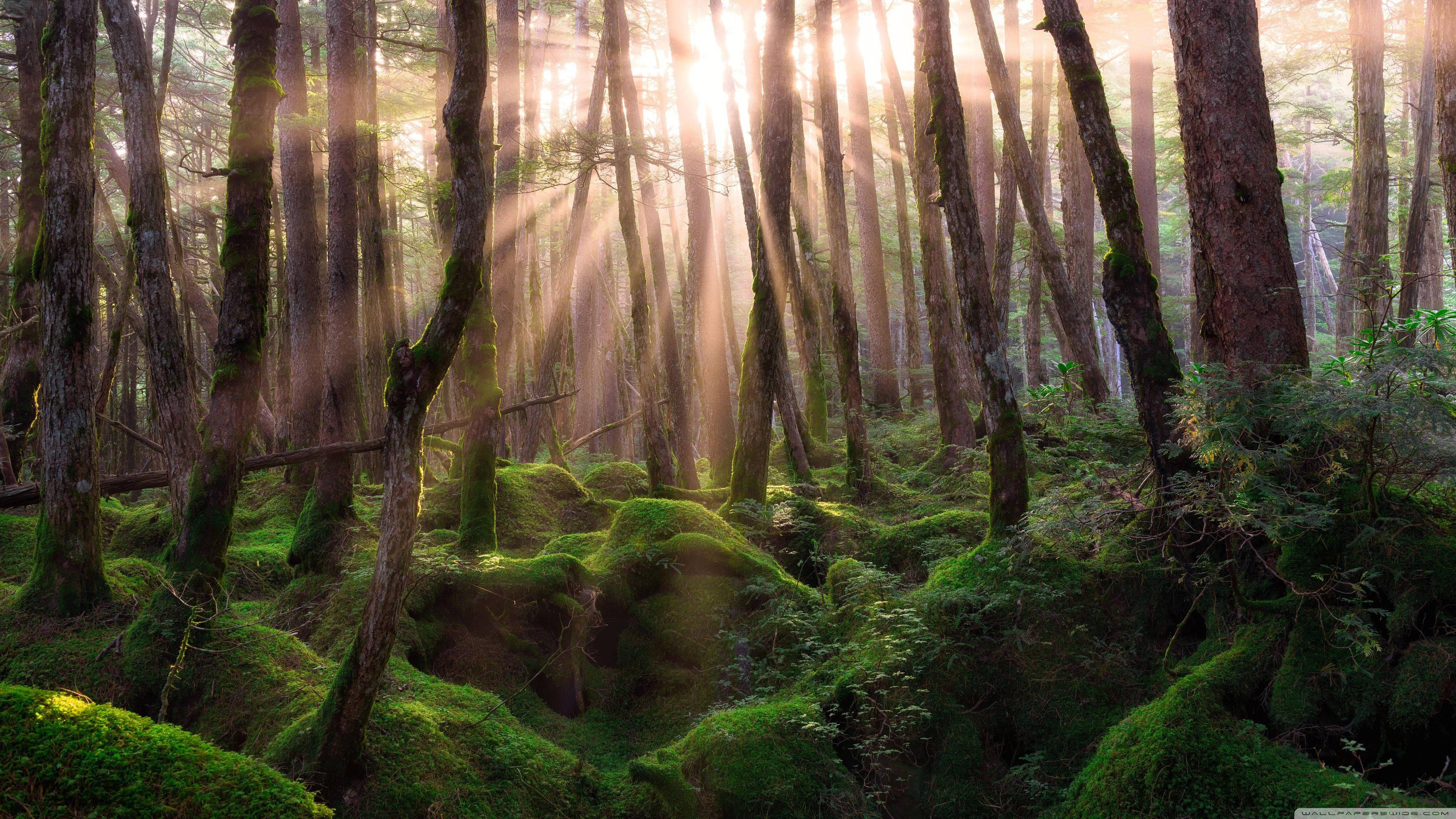Forest At Sunrise — 3554x1999 wallpaper