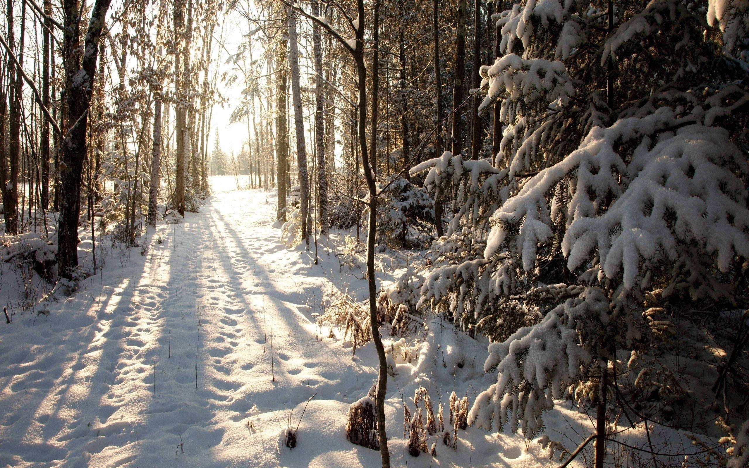 Forest During Winter — 2560x1600 wallpaper