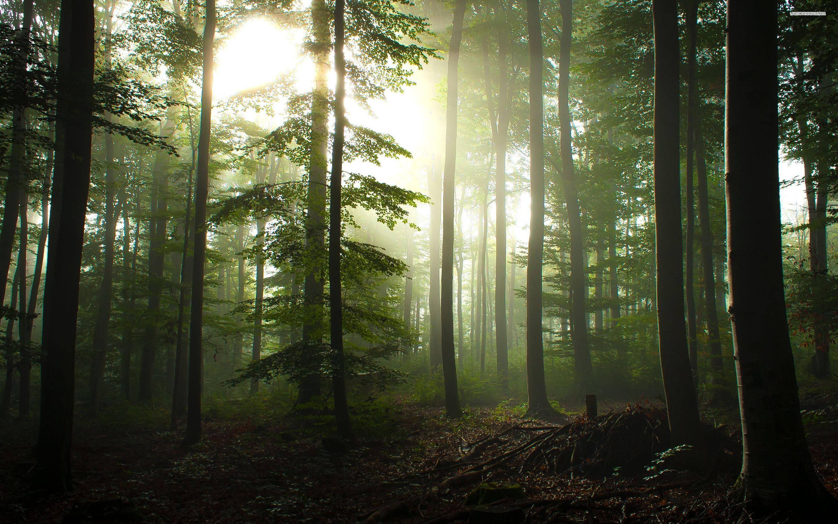 Forest Fog And Sunlight — 2880x1800 wallpaper