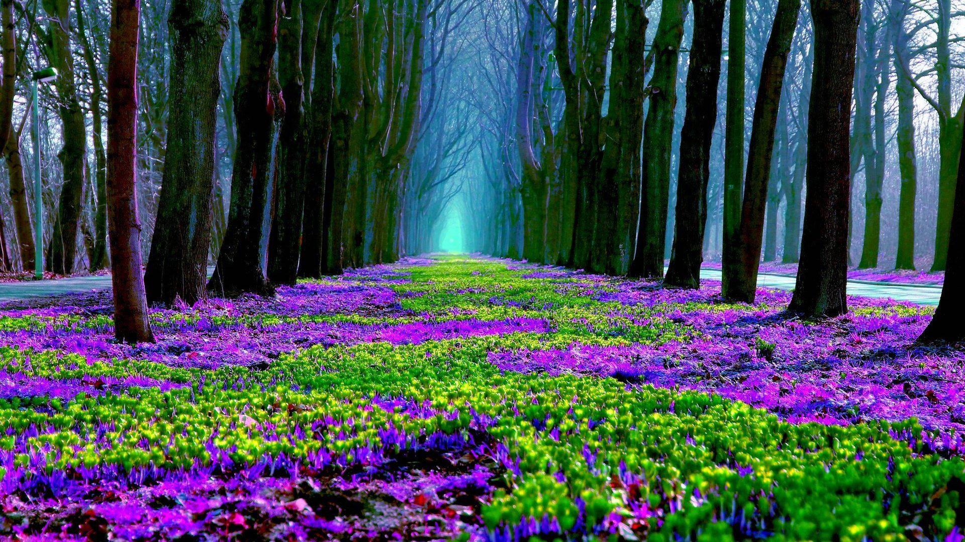 Forest With Purple Flowers — 1920x1080 wallpaper