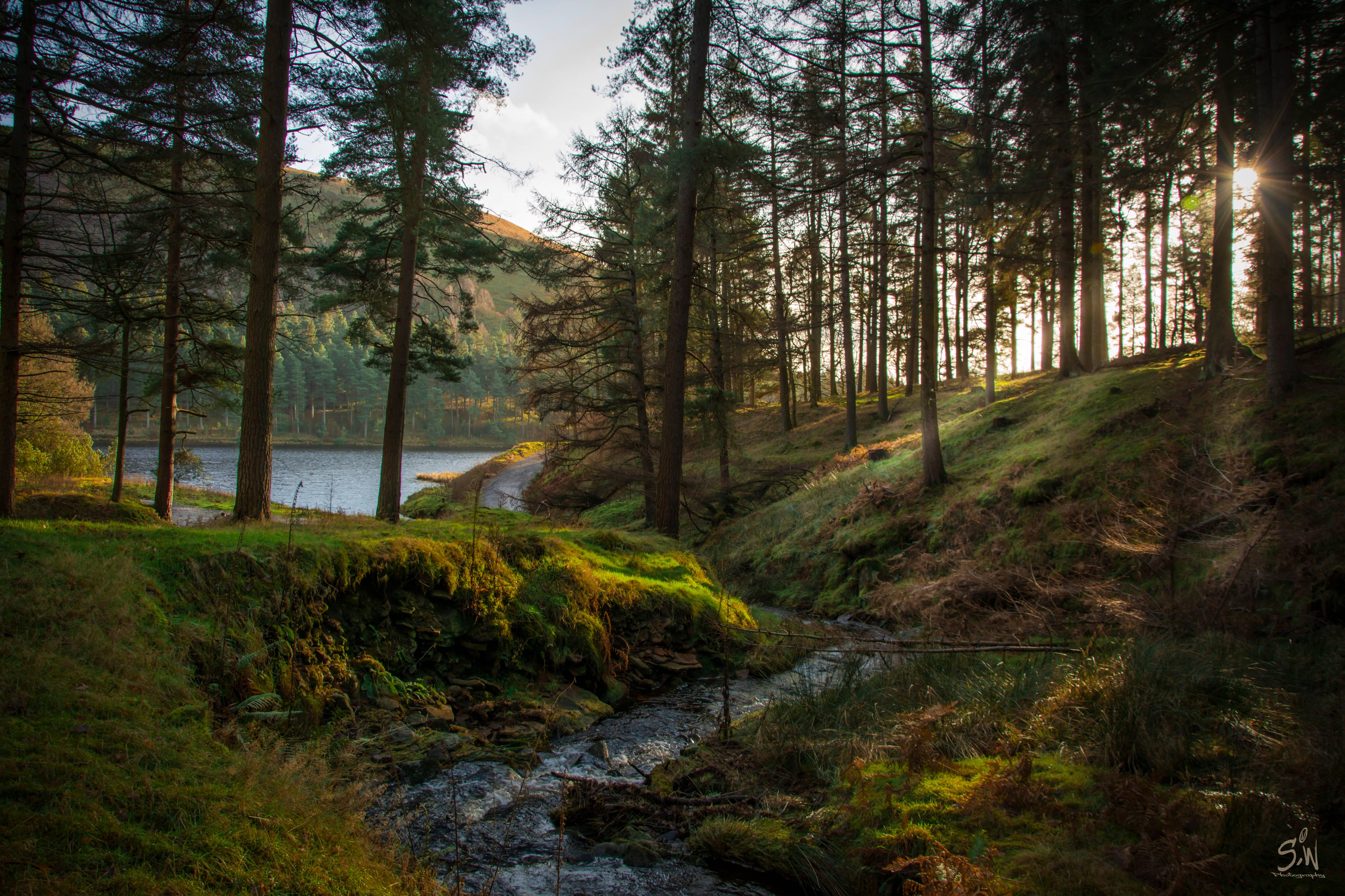 Forest With Stream — 6000x4000 wallpaper