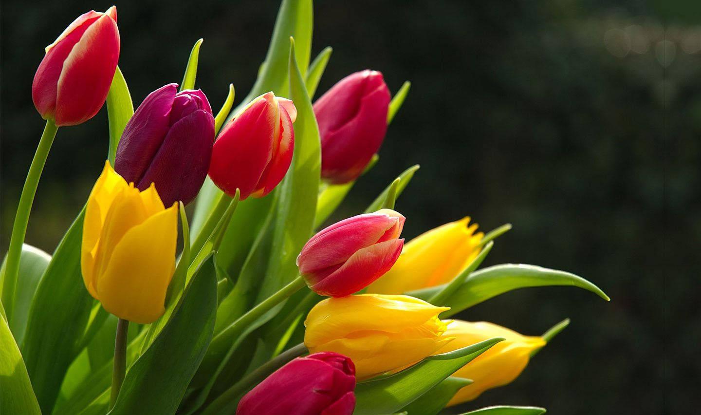 Fresh Tulip Flower — 1440x852 wallpaper