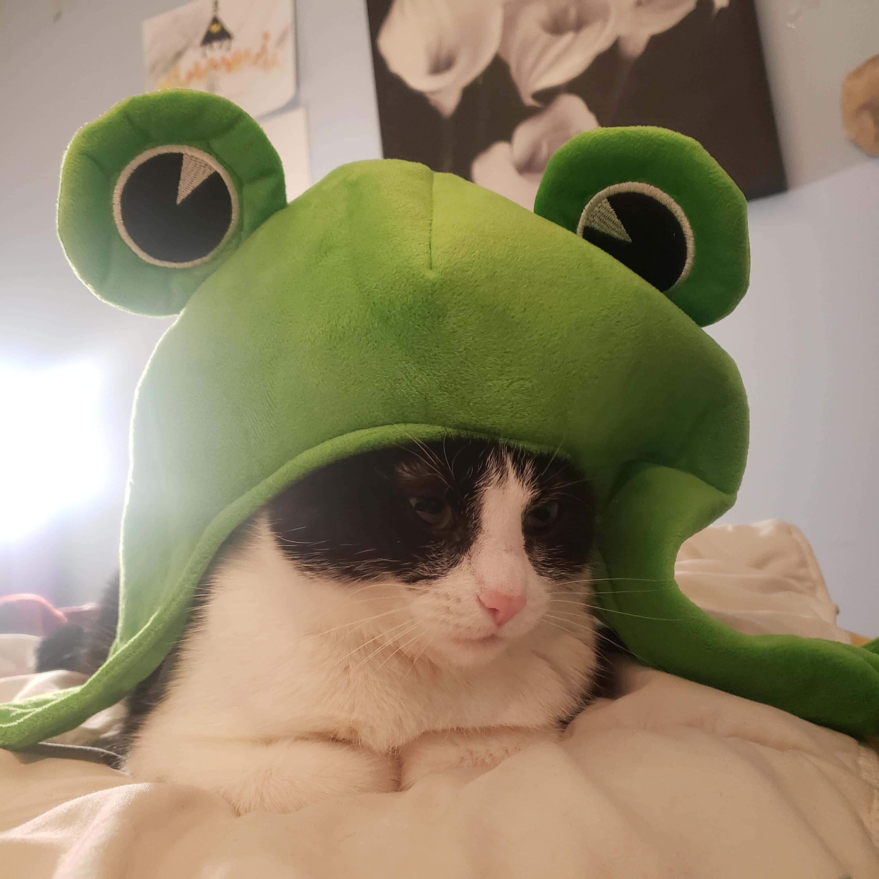 Frog Hat Cute Cat PFP — 3024x3024 wallpaper